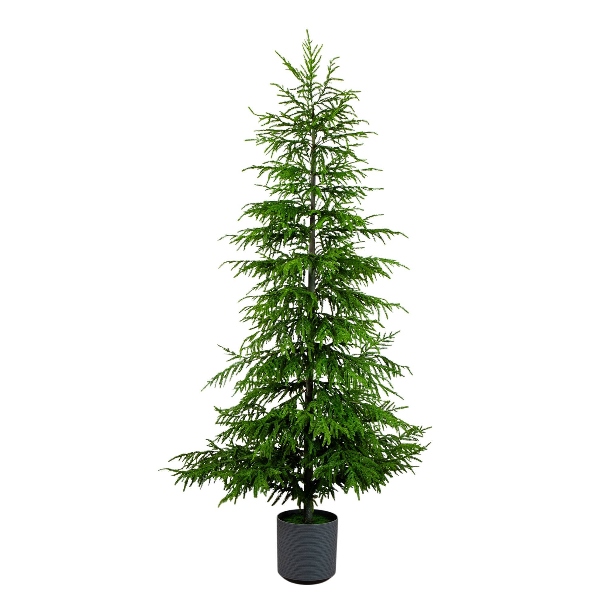 8ft. Unlit Norfolk Island Pine Real Touch Artificial Christmas Tree