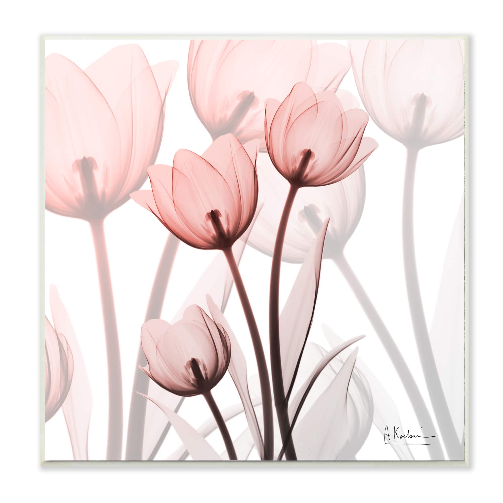 Stupell Industries Red Floral Silhouettes Modern Floral Photograph, 12" x 12"