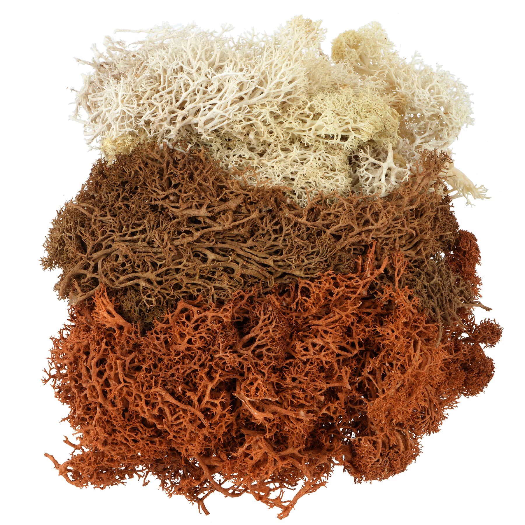 Michaels, 1.7oz. Moss by Ashland – Category: Halloween DIY Floral Supplies