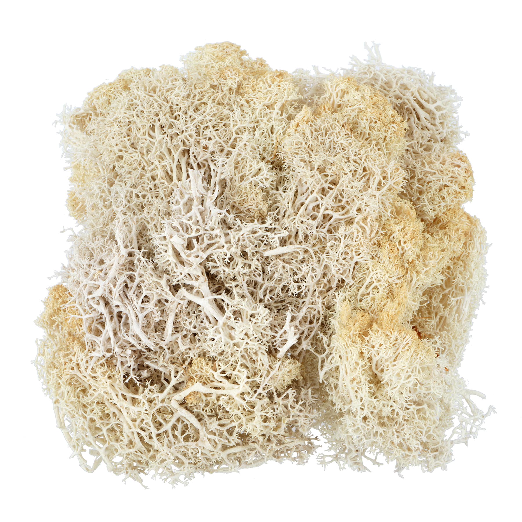 1.7oz. Moss by Ashland