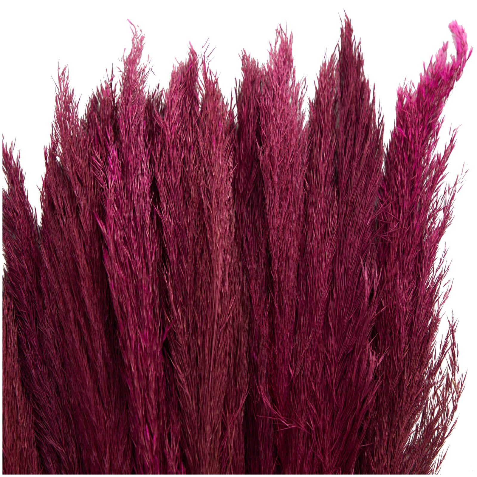 Dried Plant Bamboo Natural Foliage with Long Stems