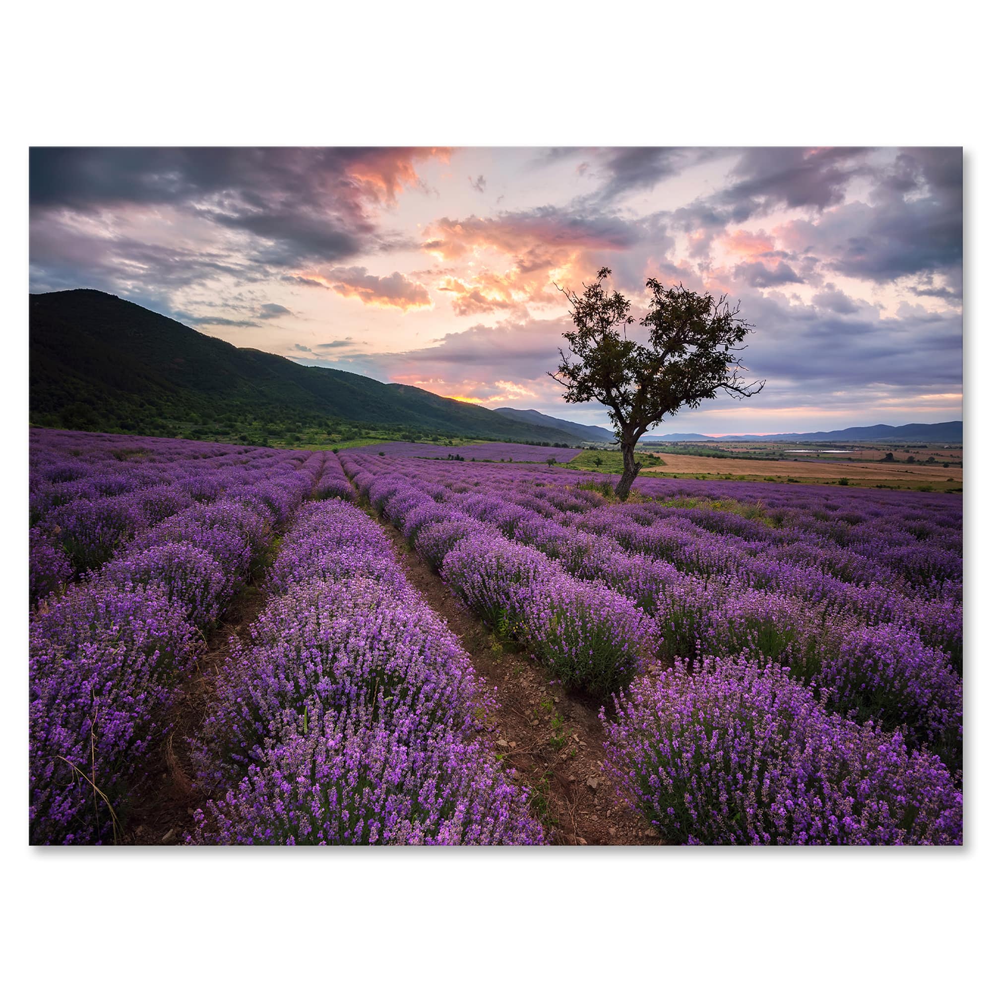 Designart - Lavender Field At Dawn III - Farmhouse Canvas Wall Art Print