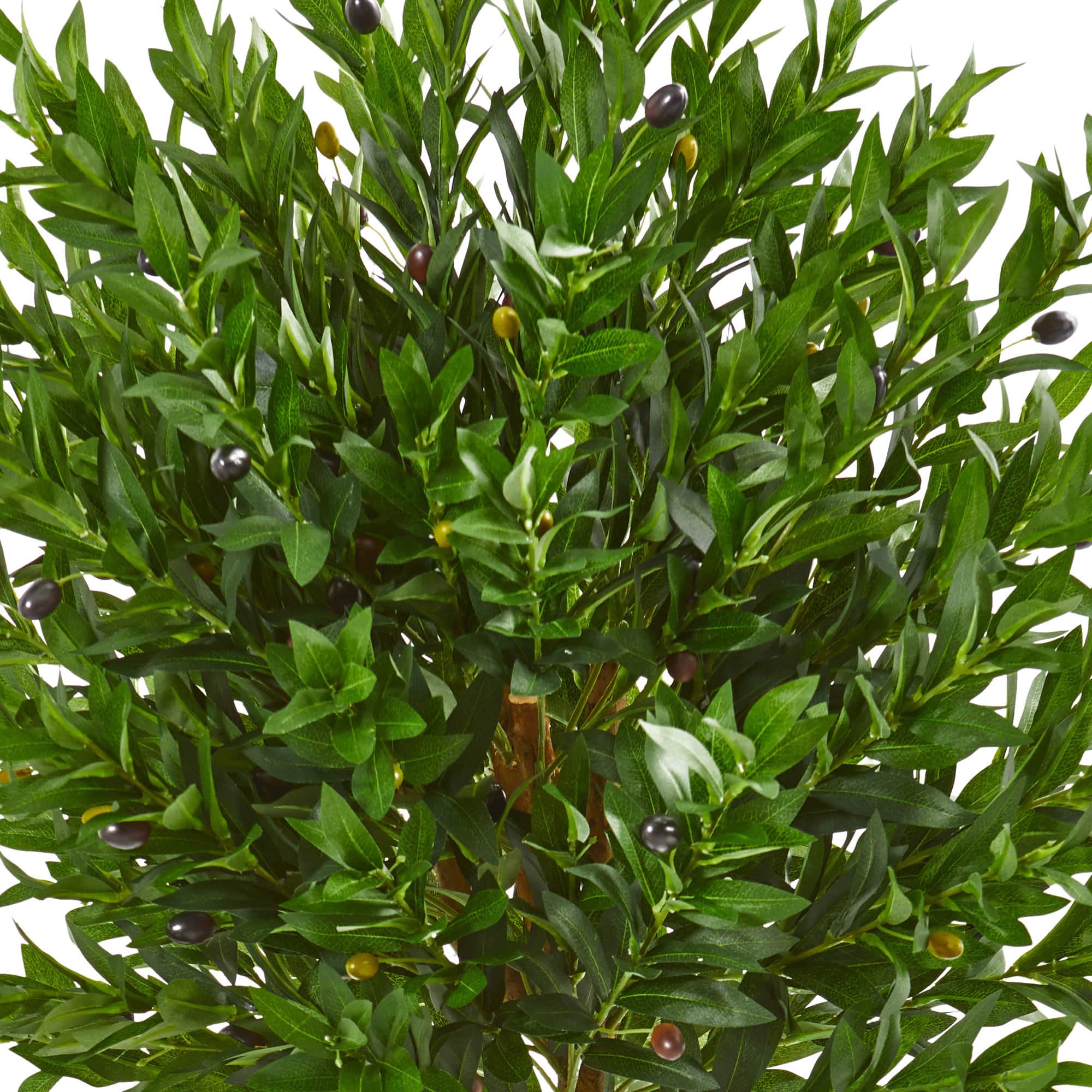 5ft. Potted Olive Topiary Tree