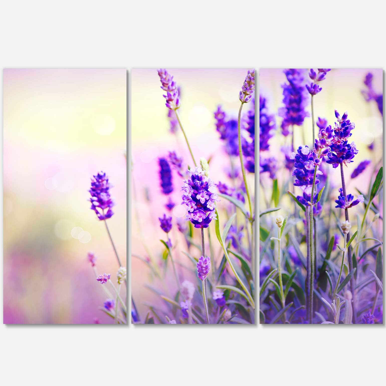 Designart - Purple Lavender Field - Floral Photography Canvas Art Print