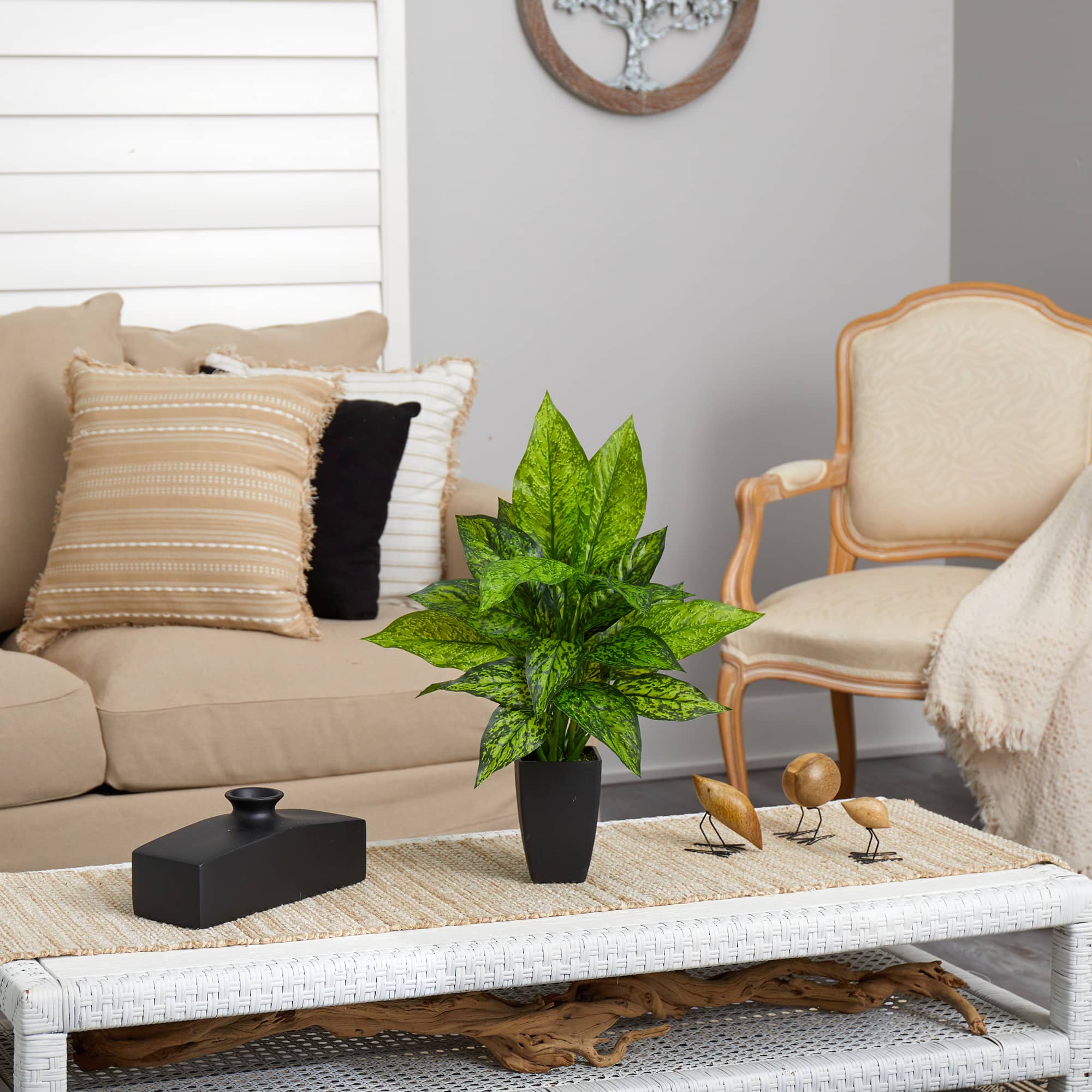 21" Dumb Cane Plant in Decorative Black Planter