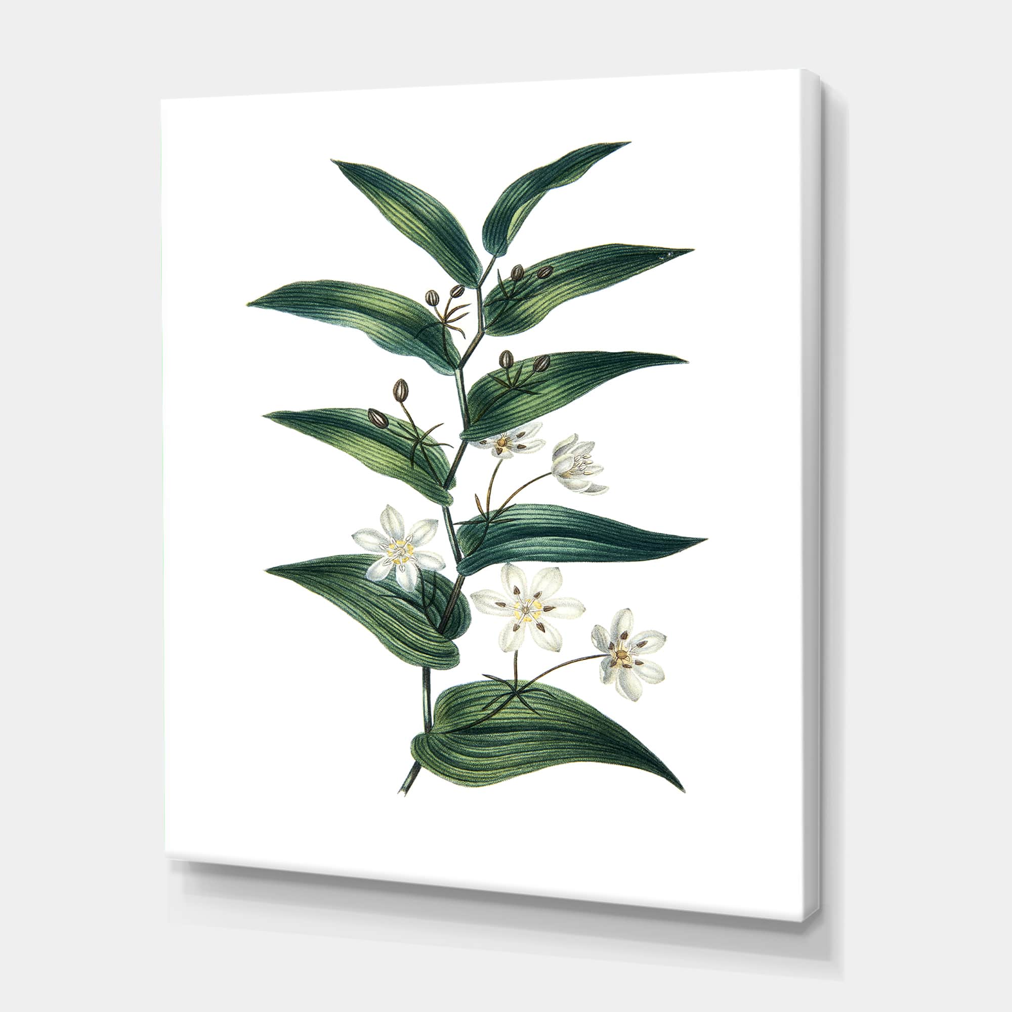 Designart - Vintage Plant With Little White Flowers - Farmhouse Canvas Wall Art Print