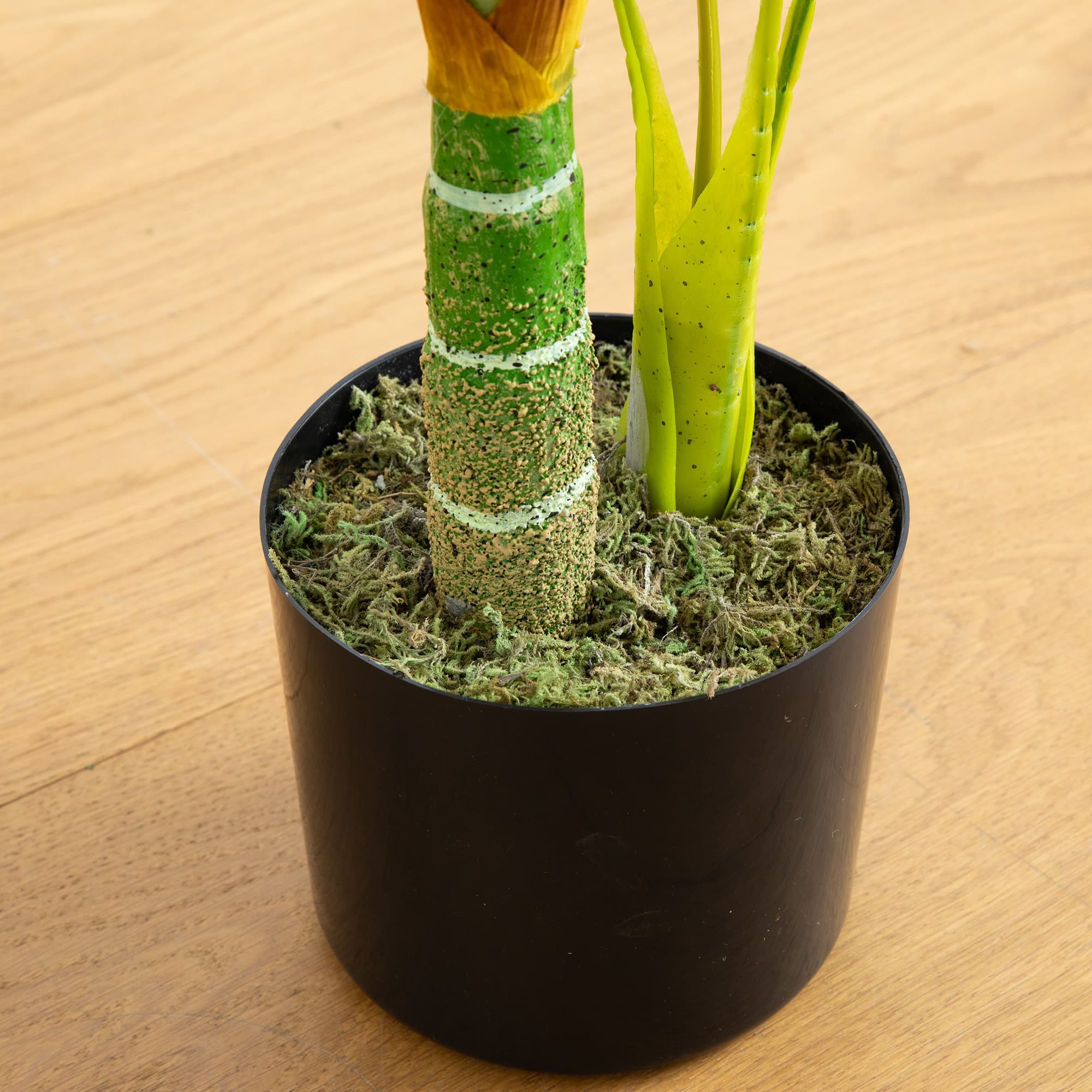 3ft. Potted Golden Cane Palm Tree
