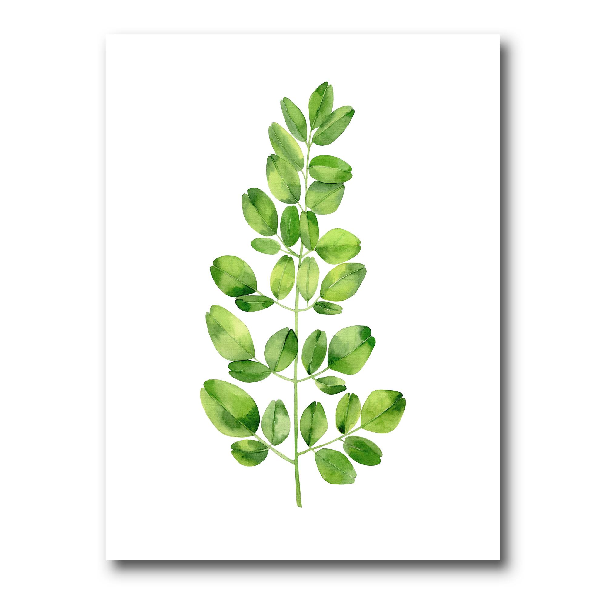 Designart - Moringa Branch Tropical Tree Foliage - Farmhouse Canvas Wall Art Print