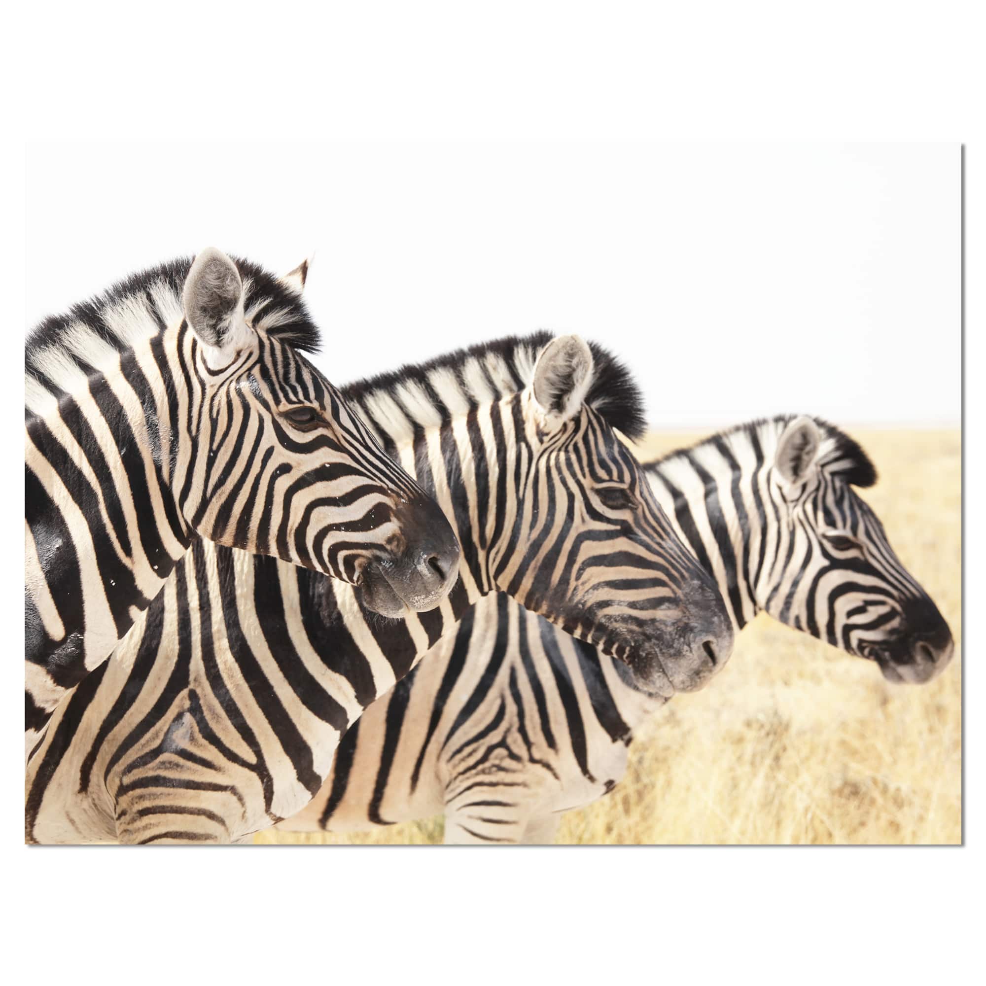Designart - Zebras in A Row in Grassland - African Wall Art Print