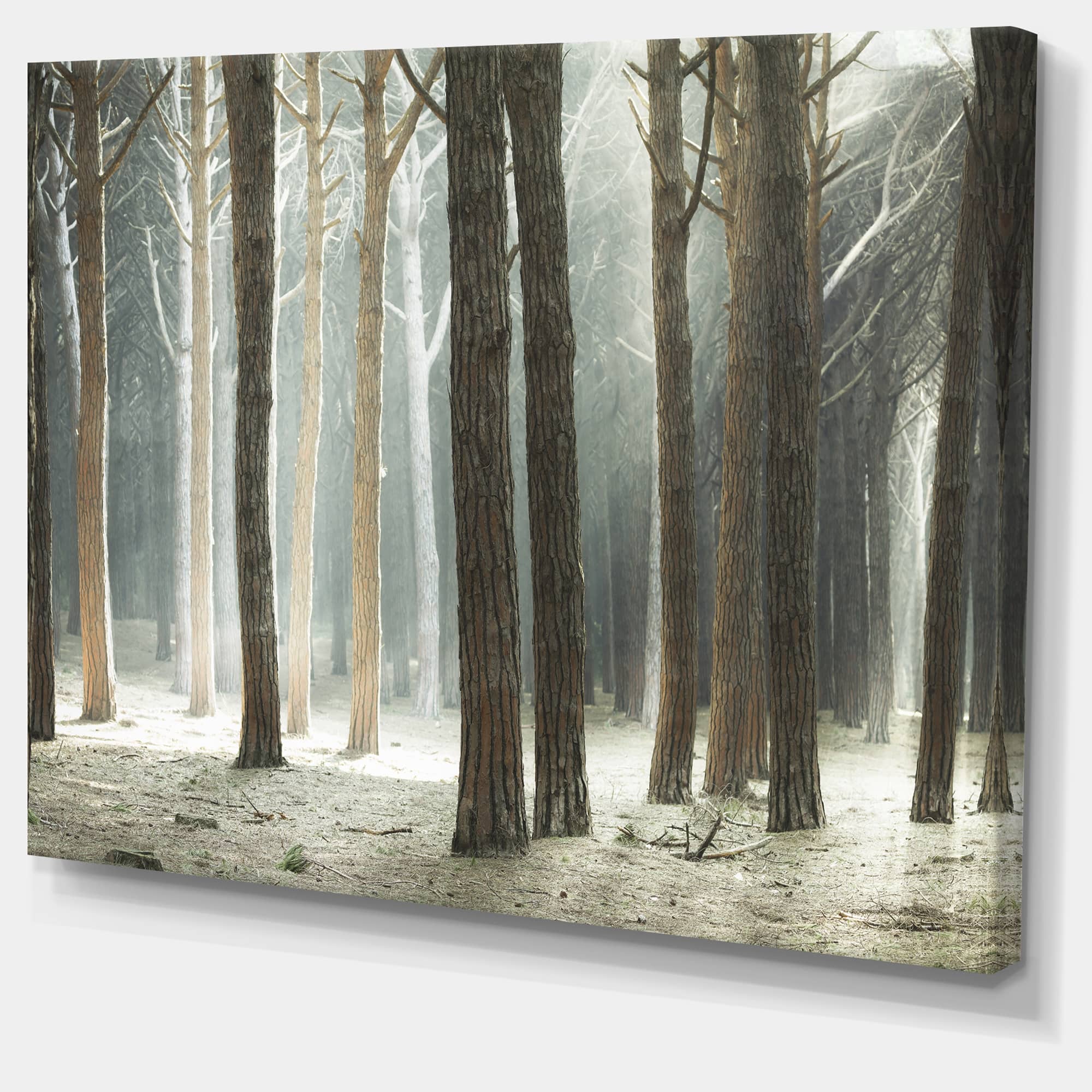 Designart - Maritime Pine Tree Forest with Rays