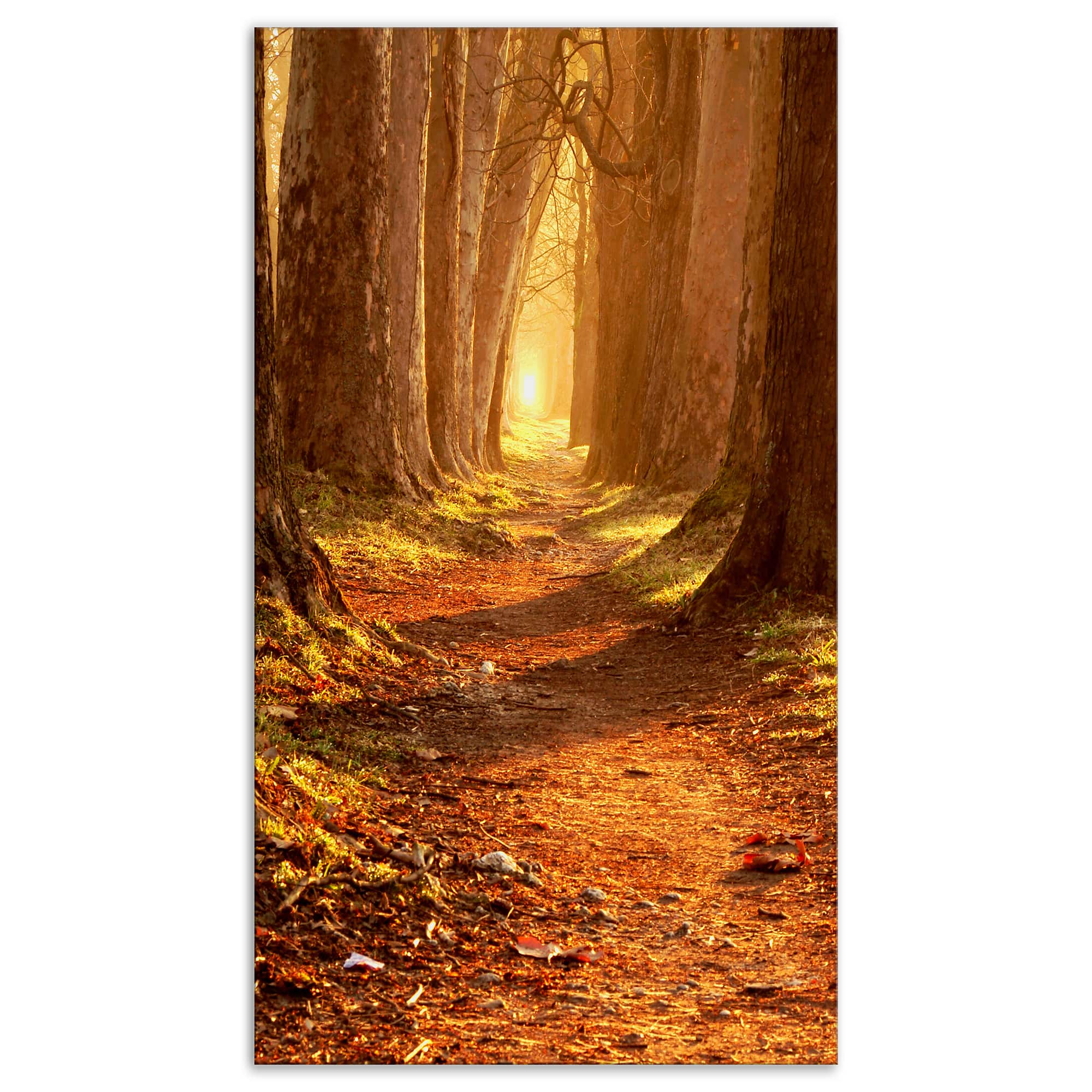 Designart - Magic Morning at the Fall Park