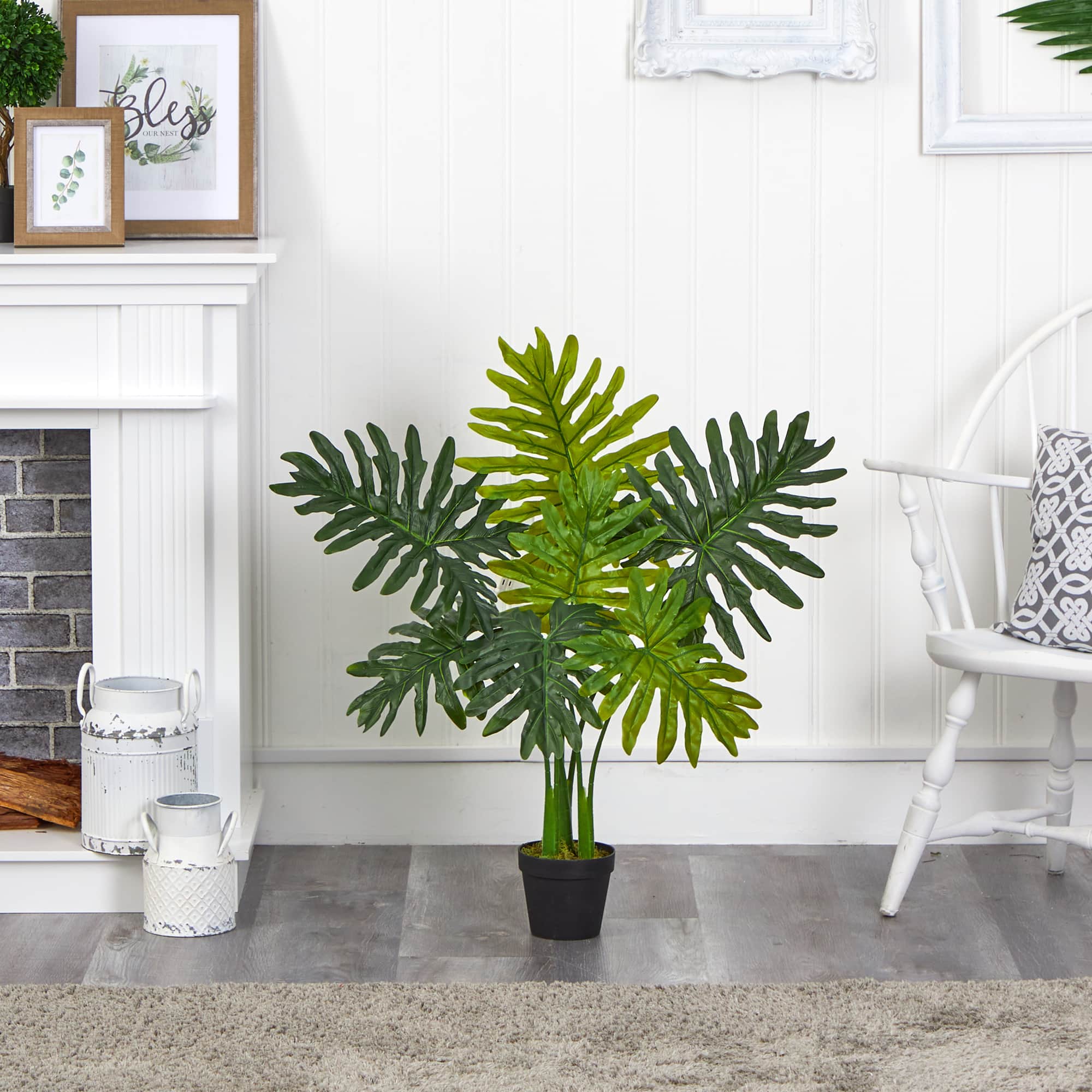 3ft. Potted Philodendron Plant