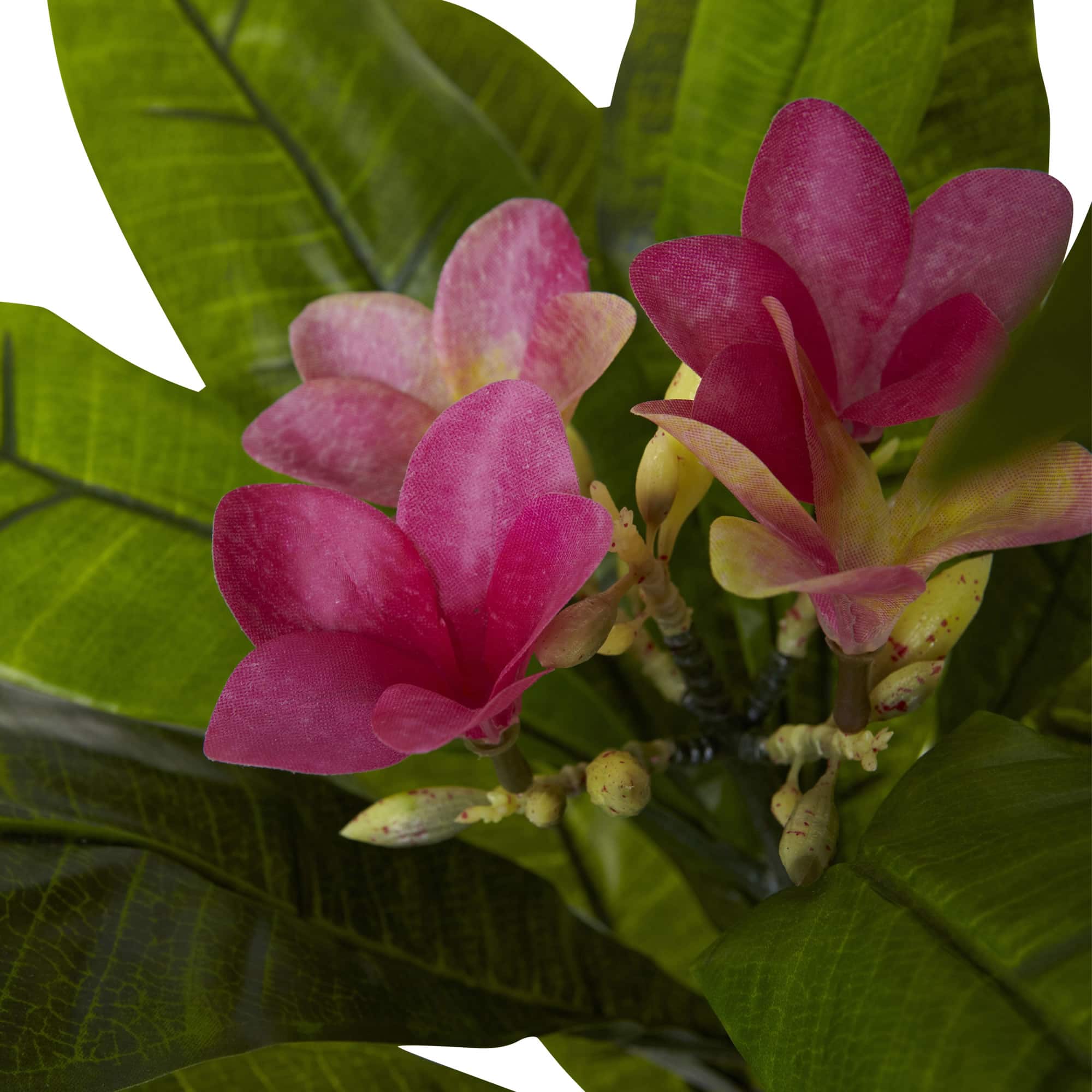 5ft. Potted Plumeria Tree