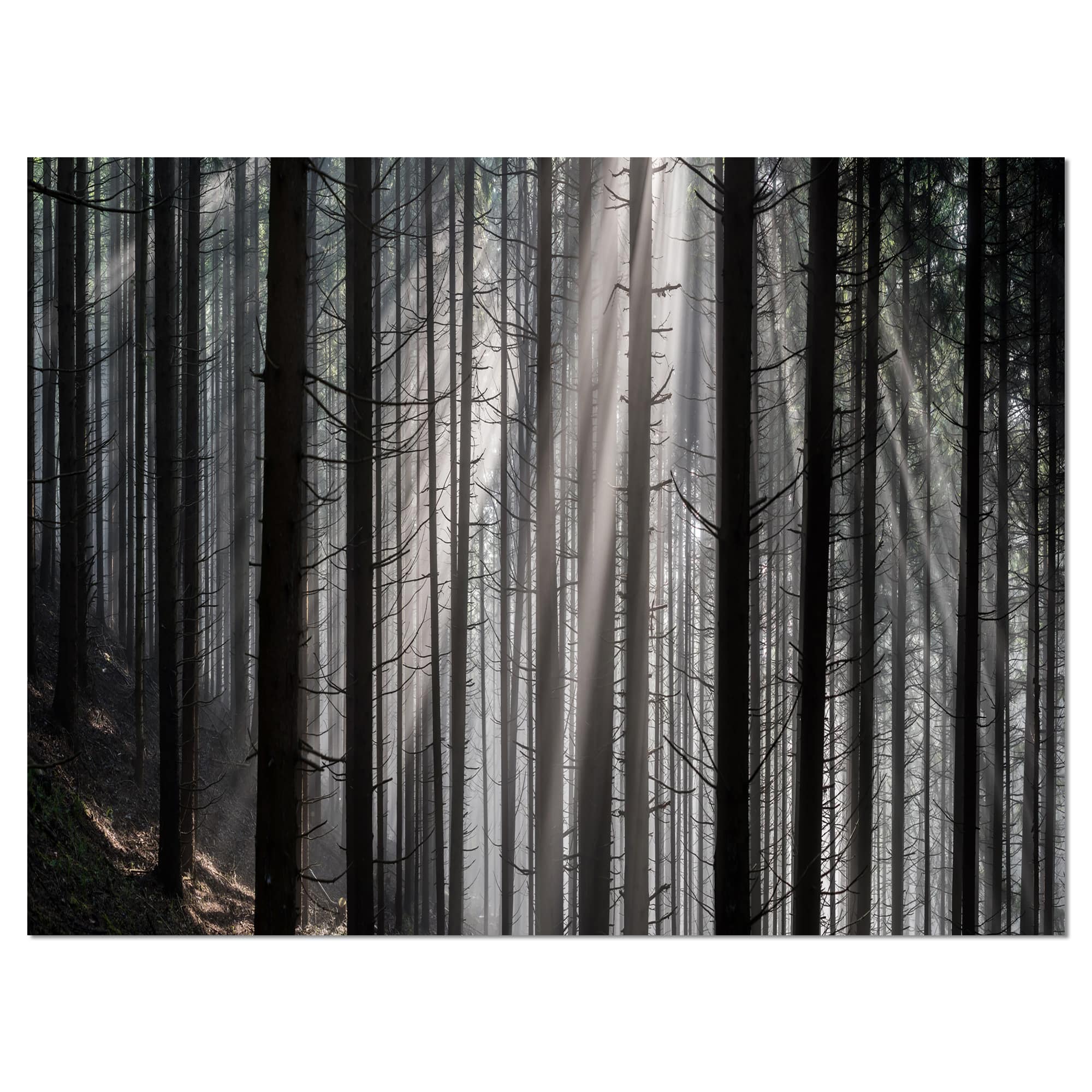 Designart - Sunbeams Peeking Through Dark Forest