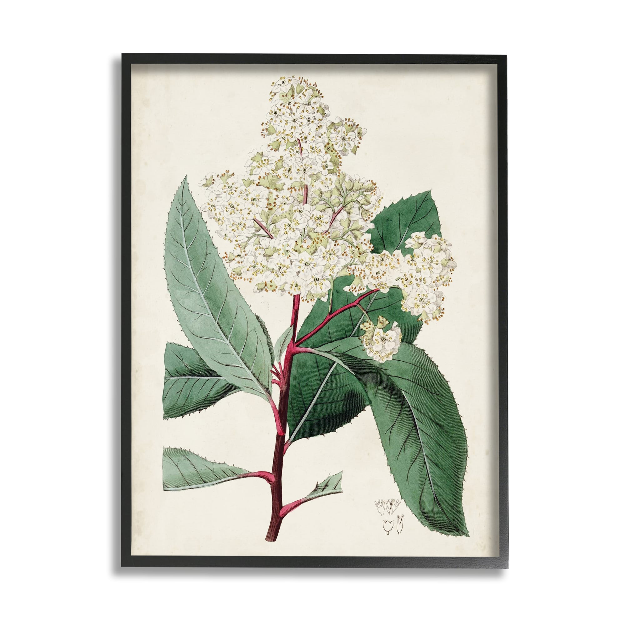 Stupell Industries Vintage Garden Study Red Stem Floral Plant in Black Frame Wall Art