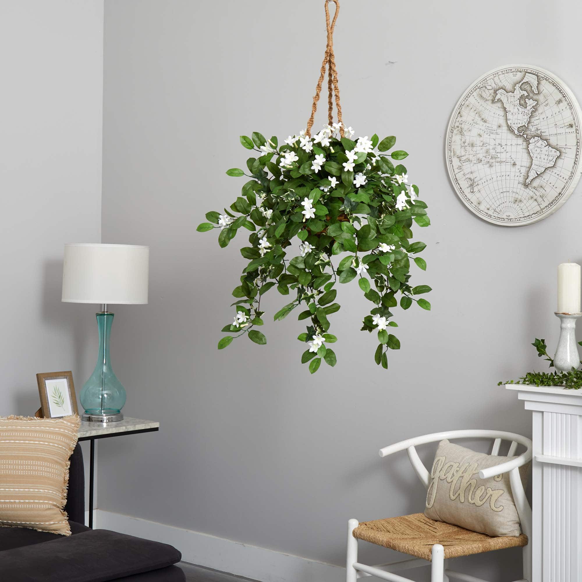 3.5ft. Stephanotis Flowering Plant in Hanging Basket