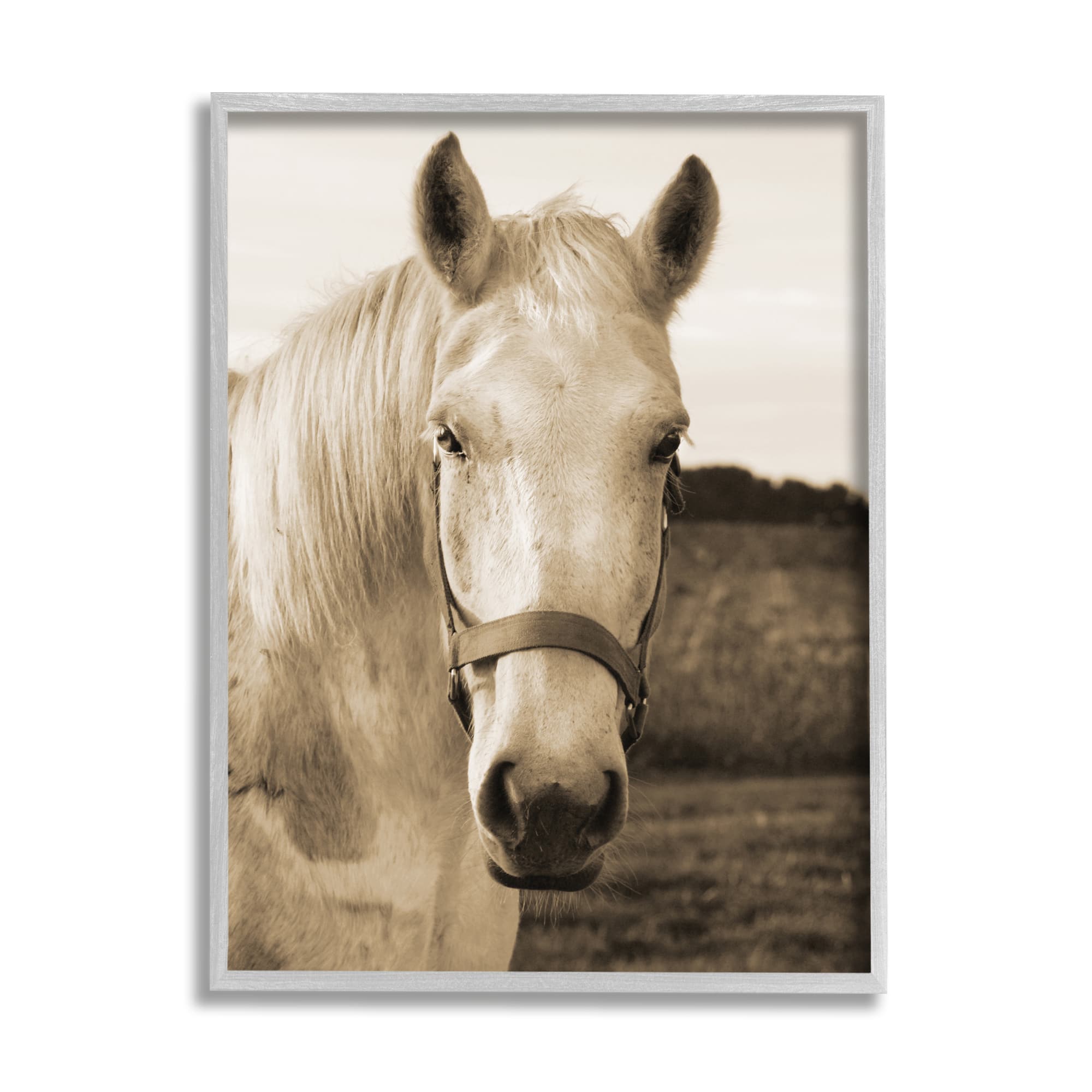Stupell Industries Rustic Sepia tone Portrait of White Horse in Gray Frame Wall Art