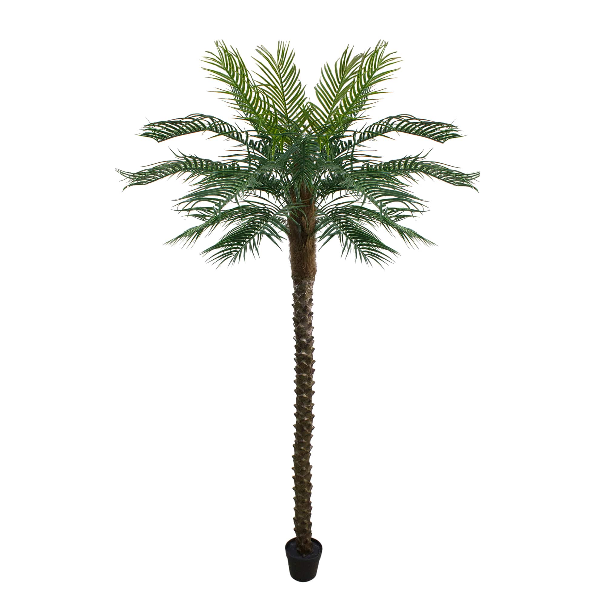 7.25ft. Potted Green & Brown Phoenix Palm Tree