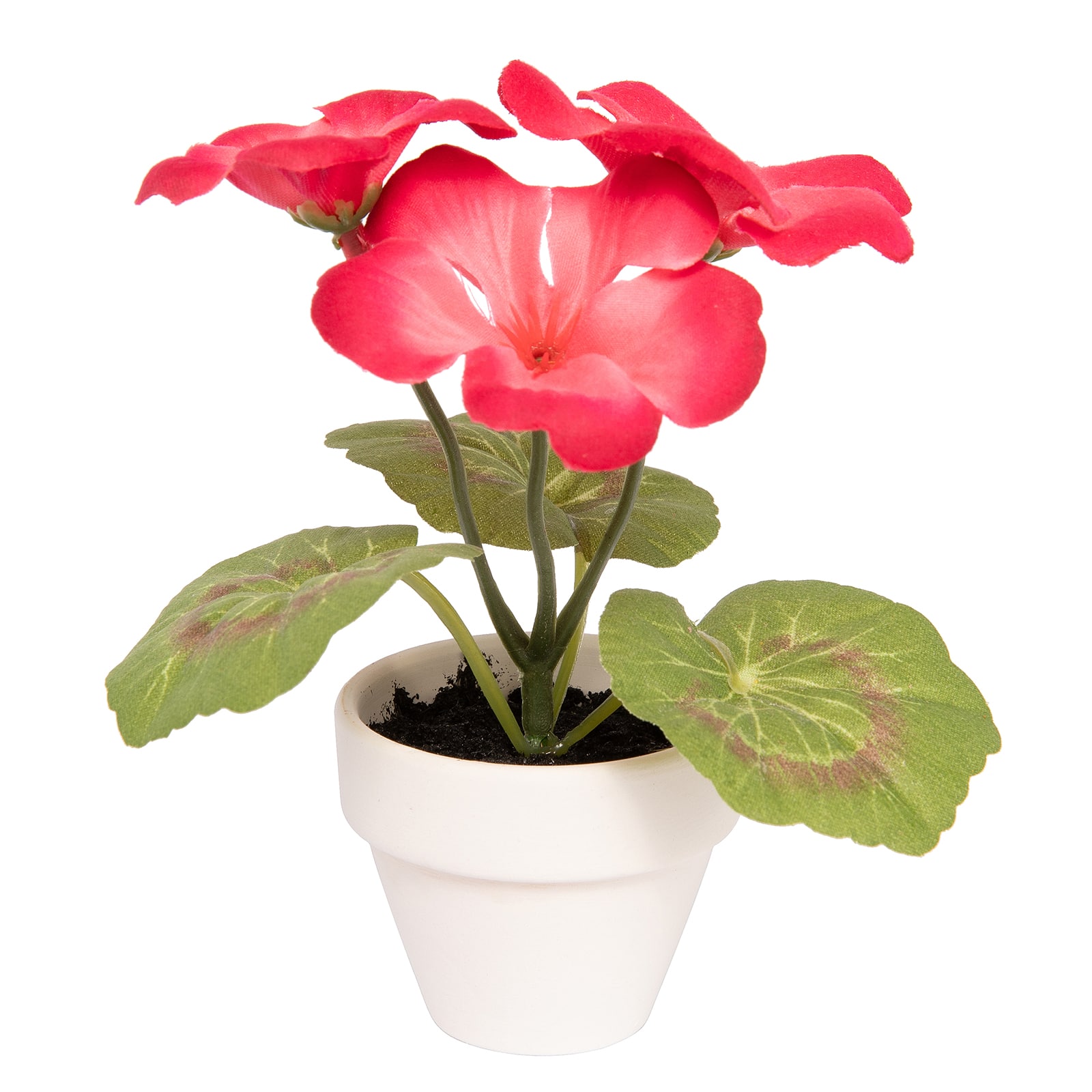 Potted Micro Geranium Plant by Ashland