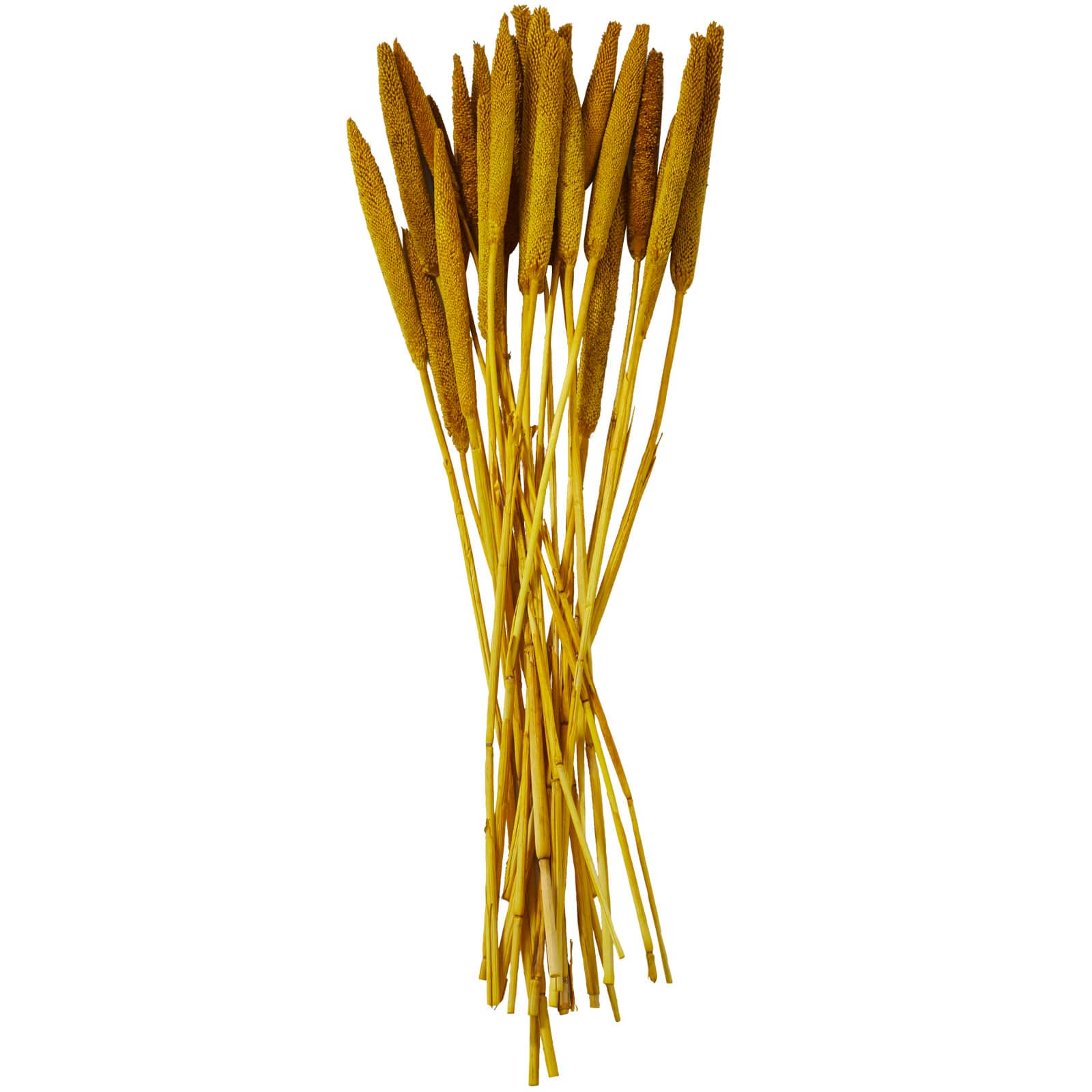Dried Plant Bunny Tail Natural Foliage with Long Stems