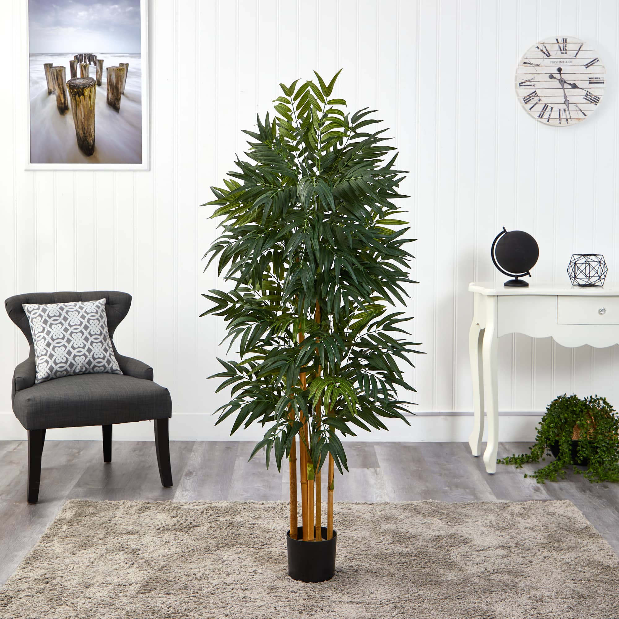 5ft. Potted Phoenix Palm Tree