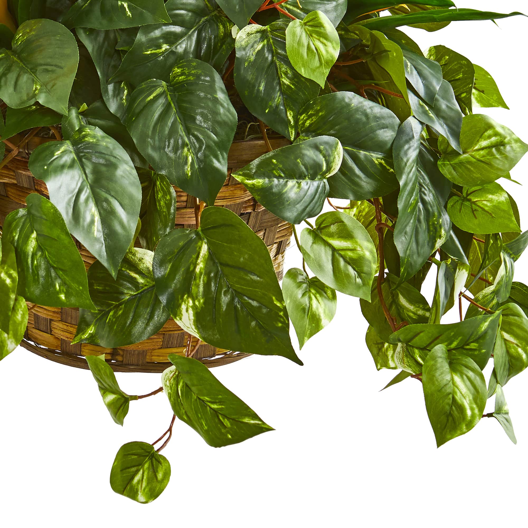 2.5ft. Bromeliad & Pothos in Hanging Basket