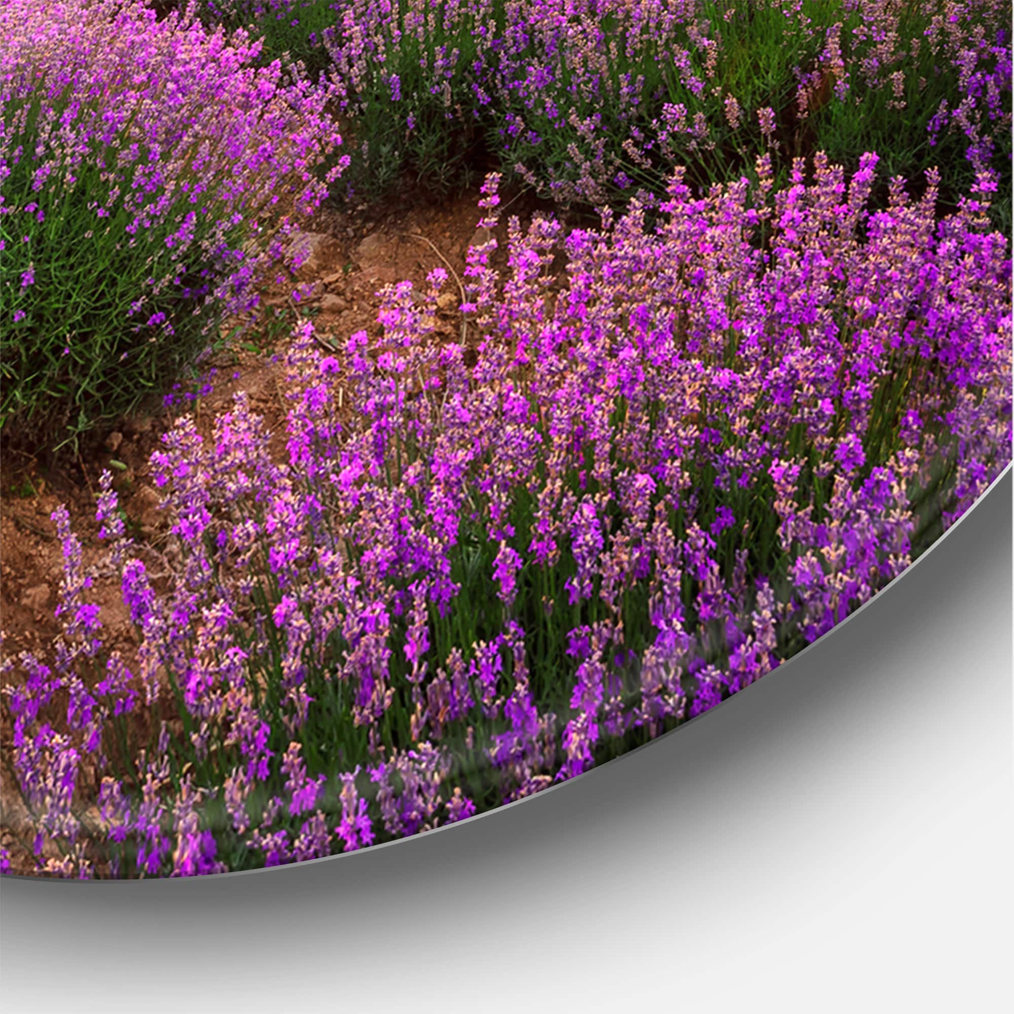 Designart - Sunrise & Dramatic Clouds Over Lavender Field VIII - Farmhouse Metal Circle Wall Art