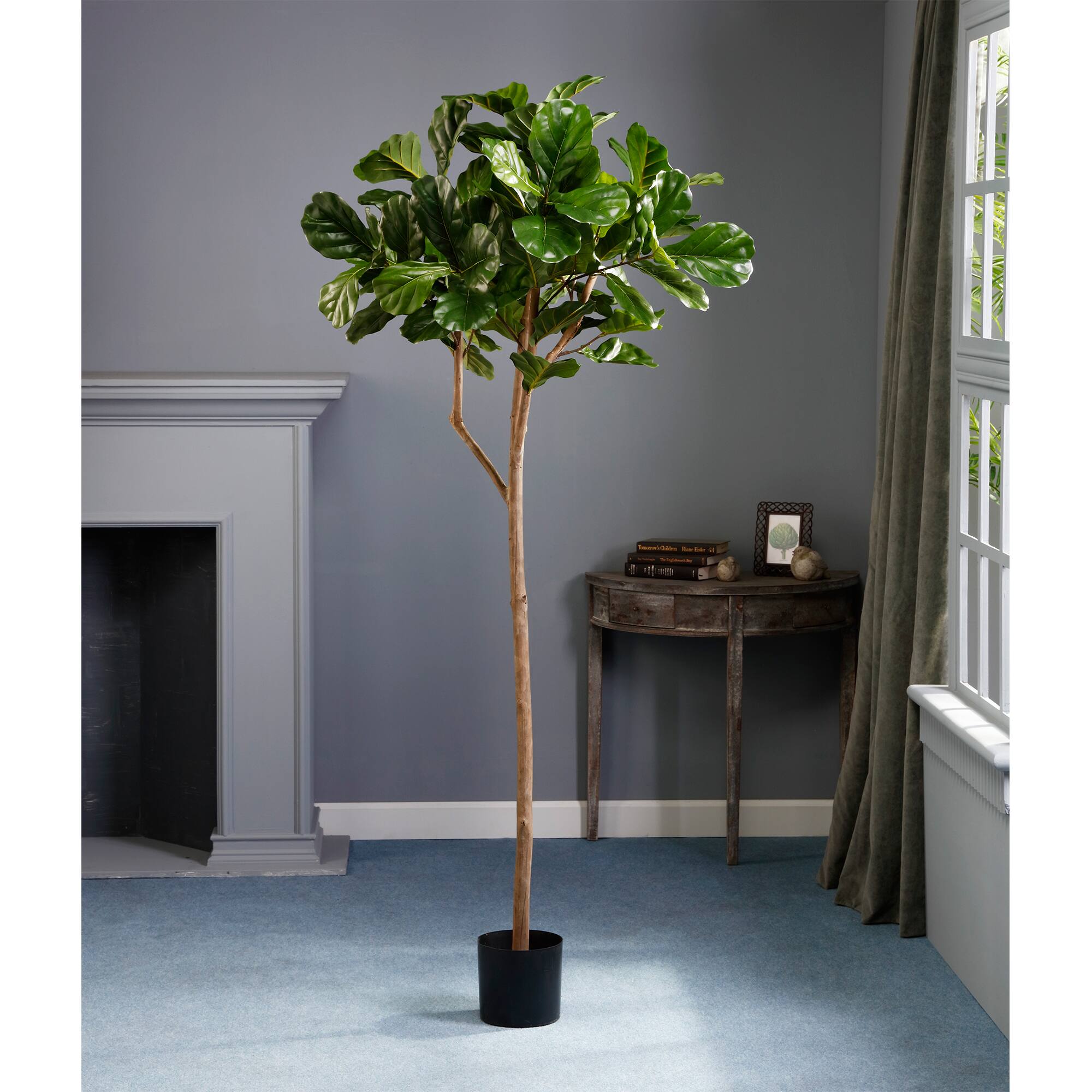 7' Fiddle Leaf Plant