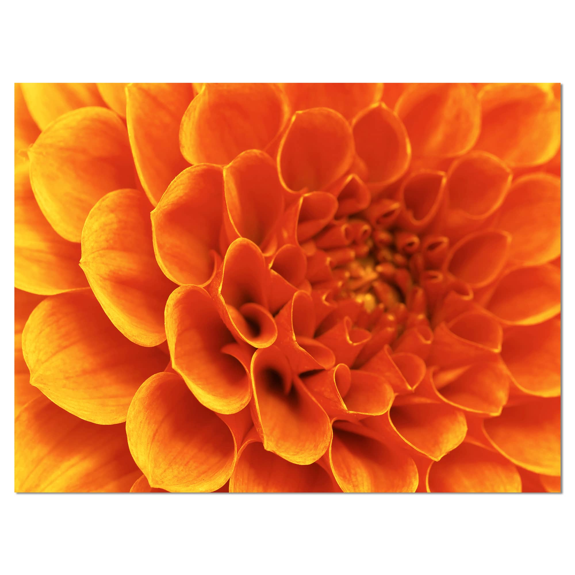 Designart - Large Orange Flower and Petals - Floral Canvas Art Print