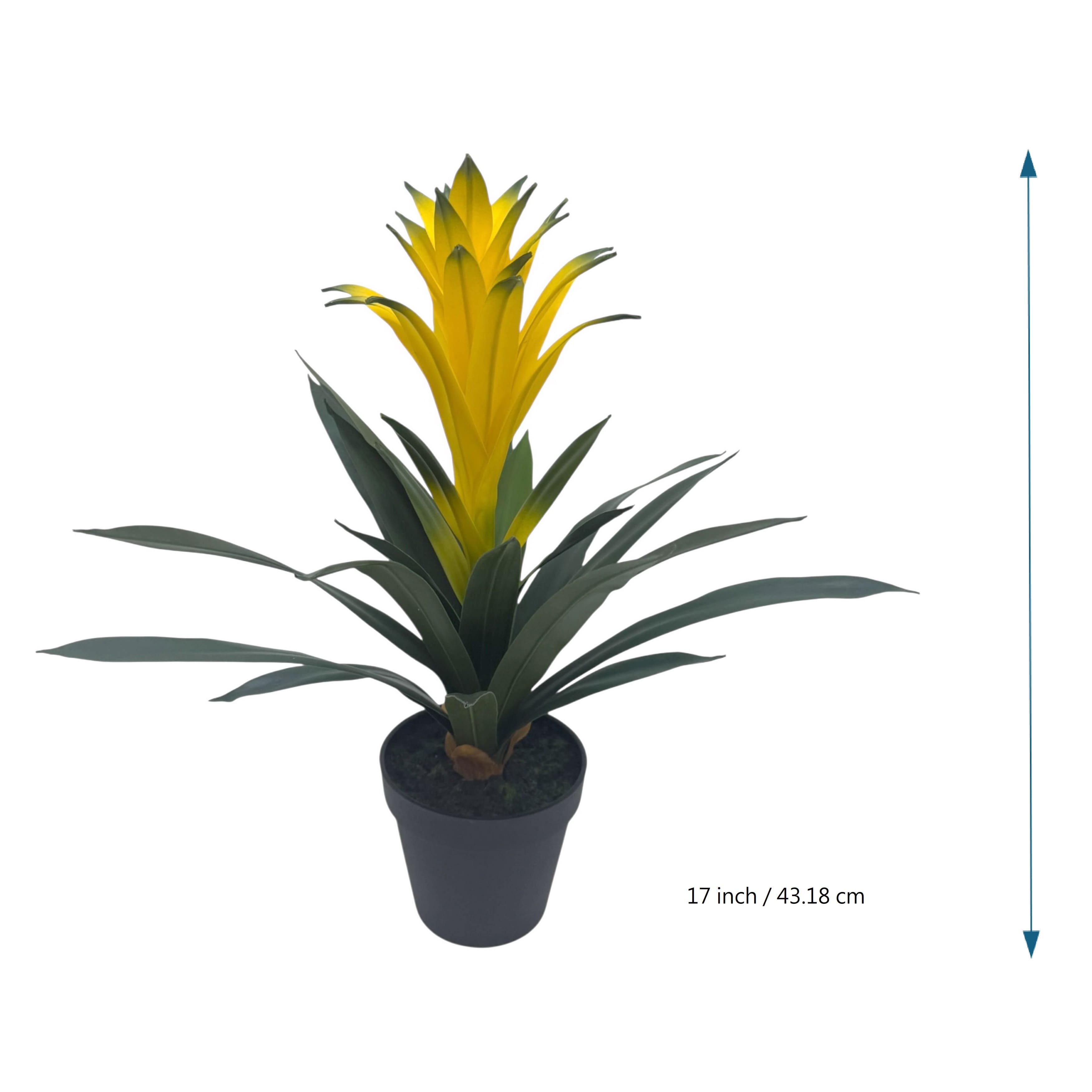 18" Potted Bromeliad Plant by Ashland®