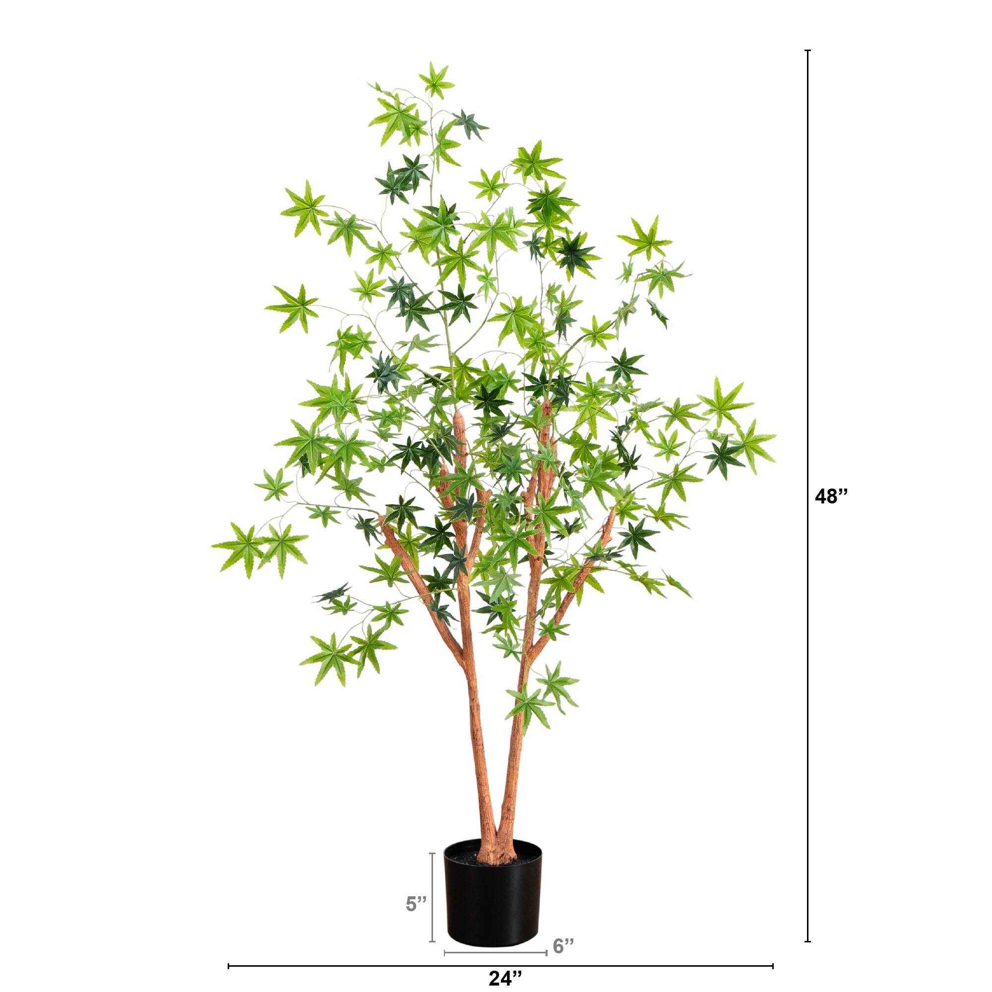 4ft. Potted Maple Tree