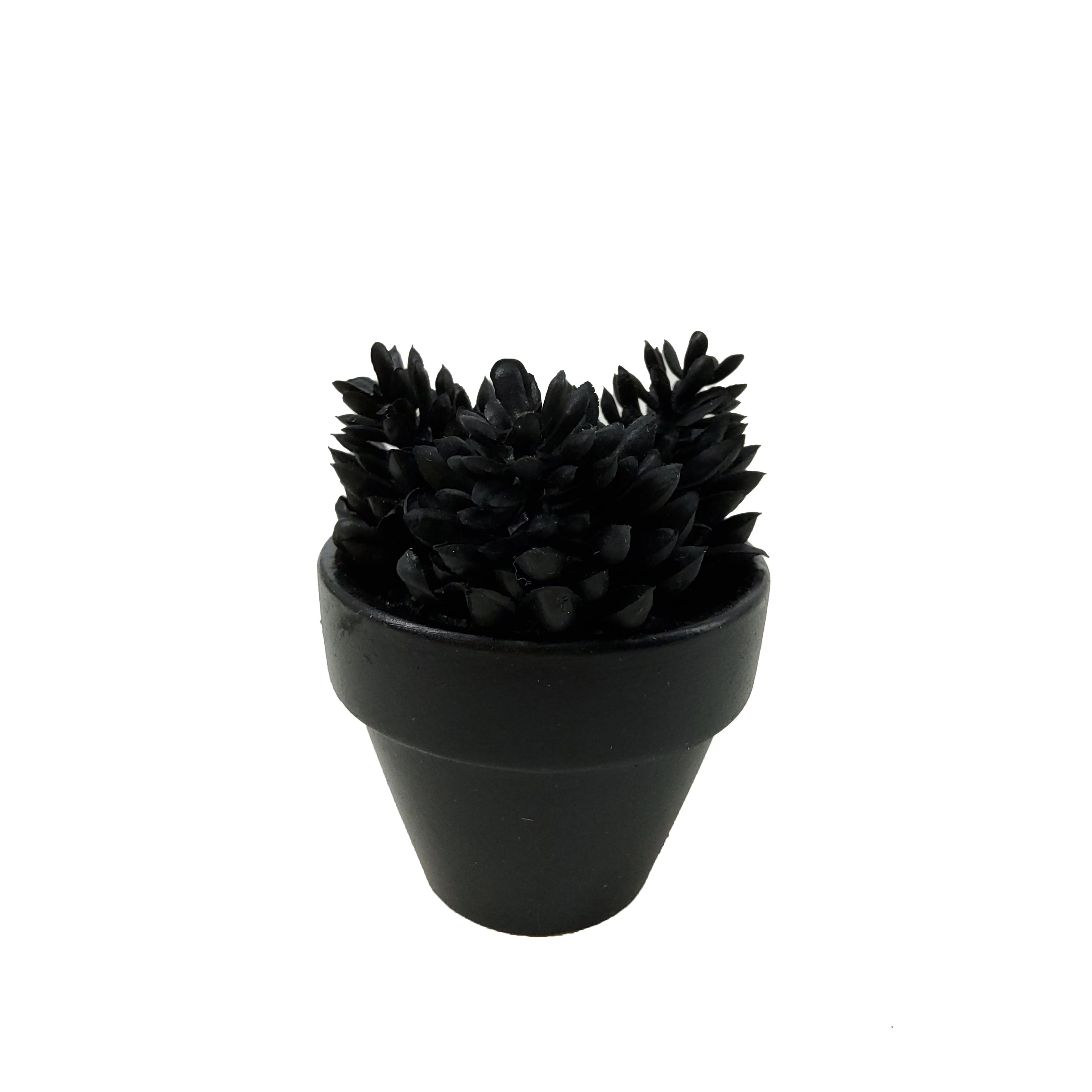 Assorted Mini Black Potted Succulent, 1pc. by Ashland®