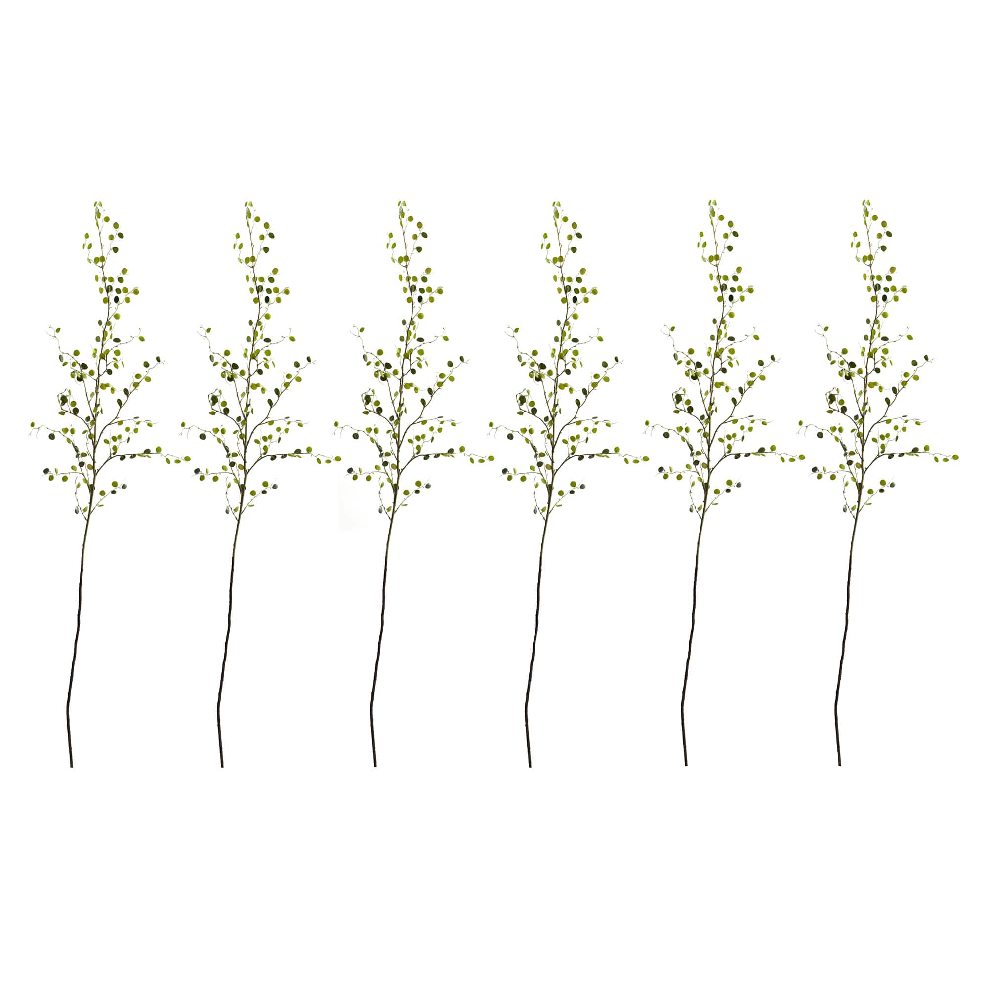 Green Night Willow Stem, 6ct.
