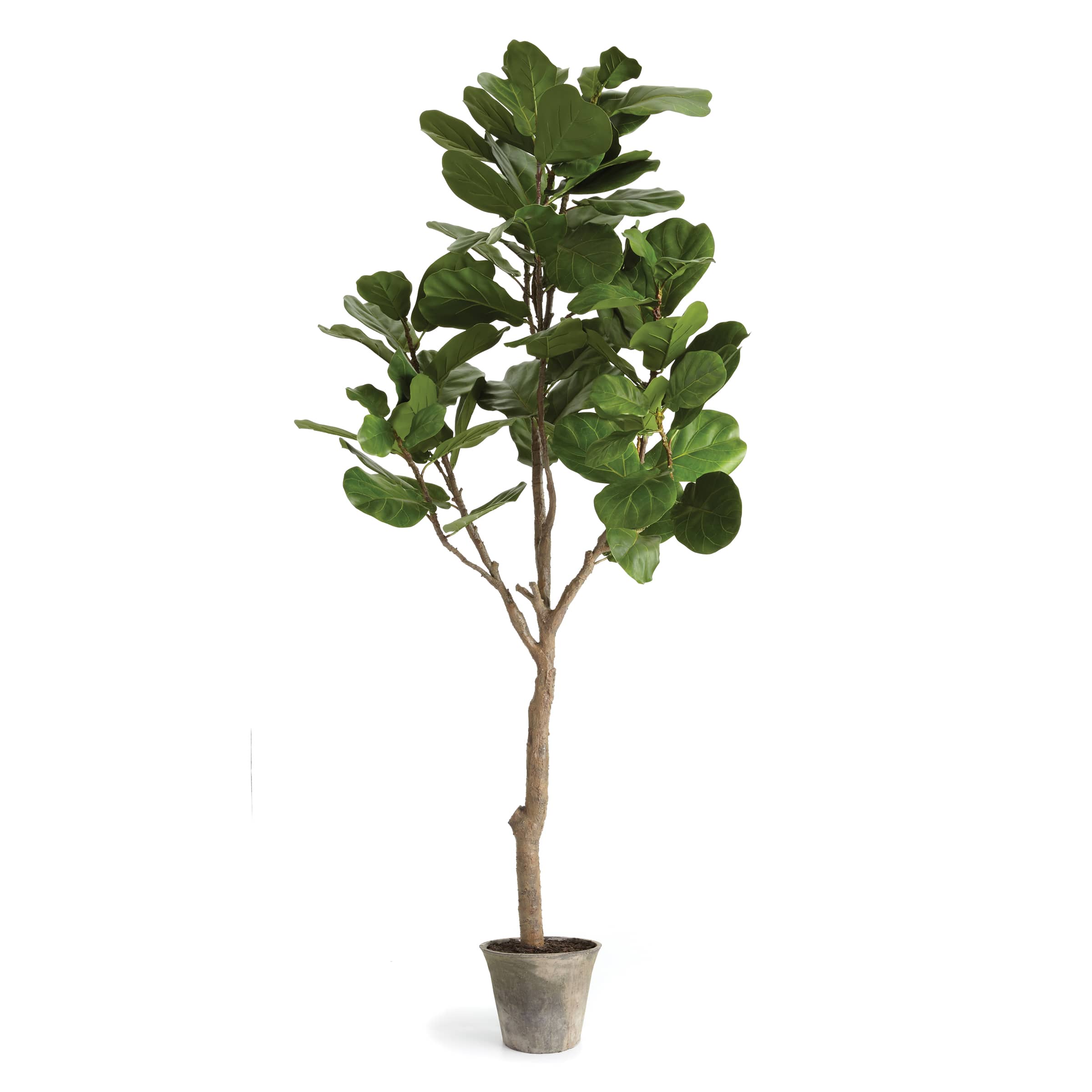 6.5ft. Fiddle Leaf Fig Tree