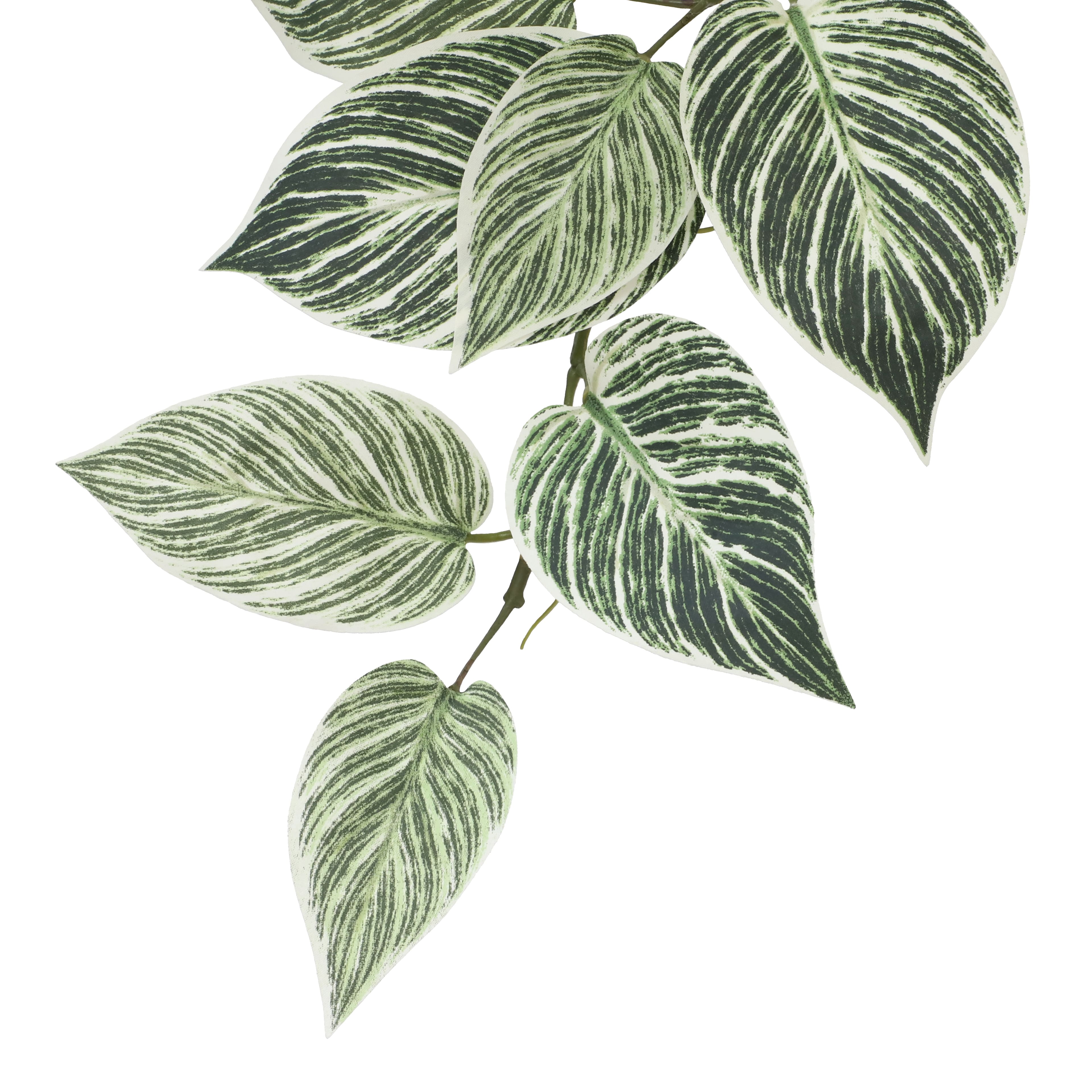 Ashland; 6 Pack: 23" Philodendron Birkin Hanging Bush by Ashland®; Category:Bushes; Image:4