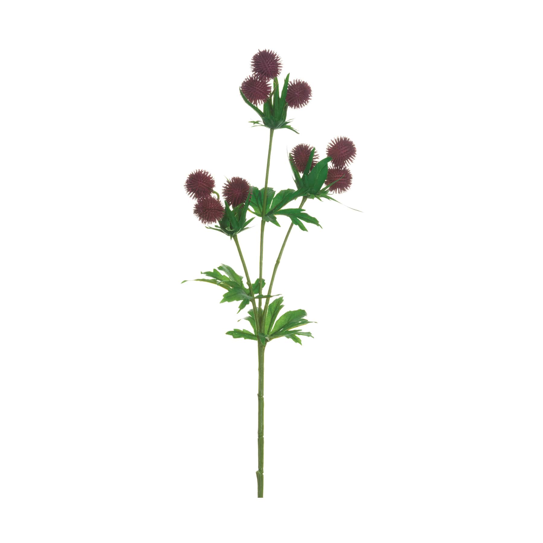 Burgundy Globe Thistle Spray