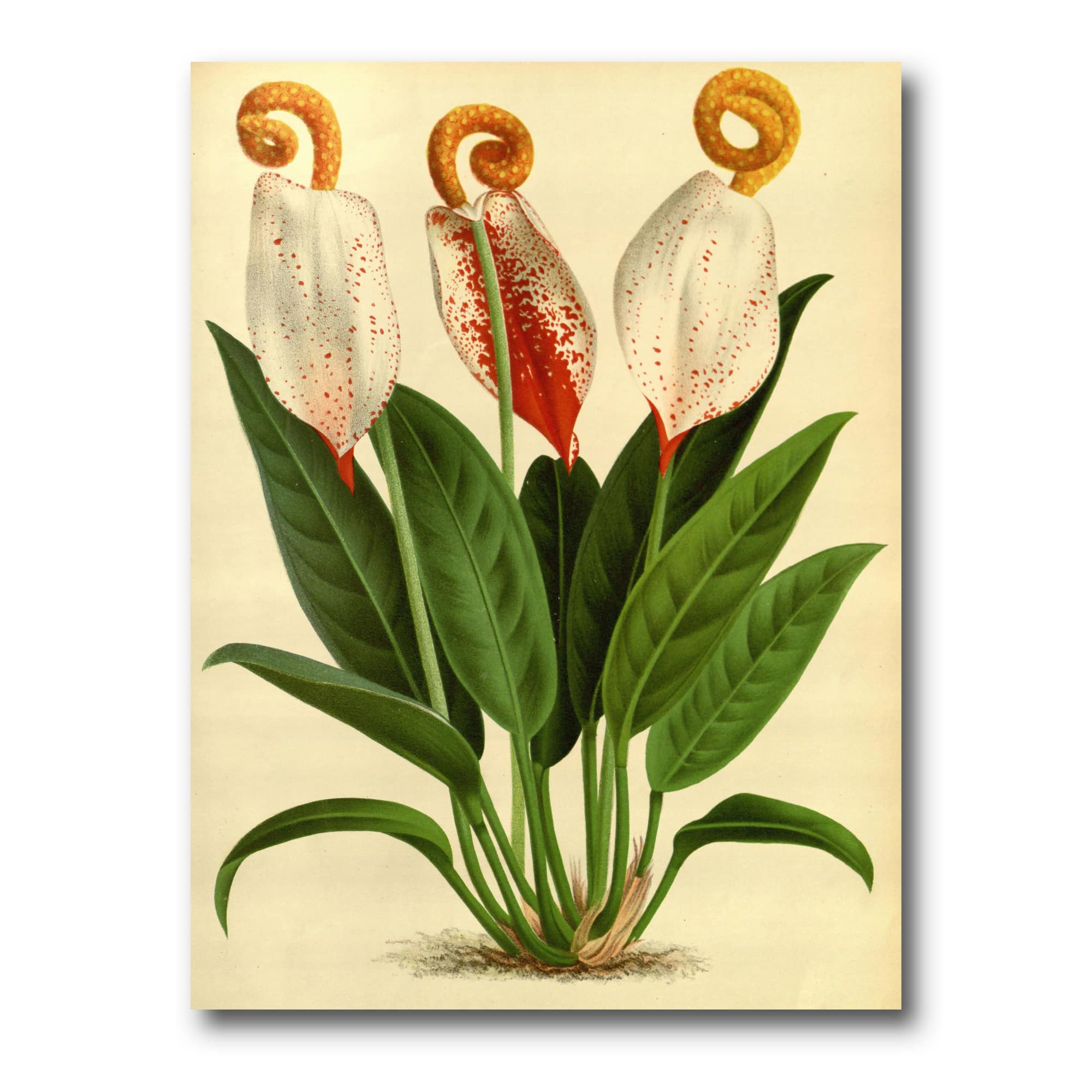 Designart - Retro Flowers I - Farmhouse Canvas Wall Art Print