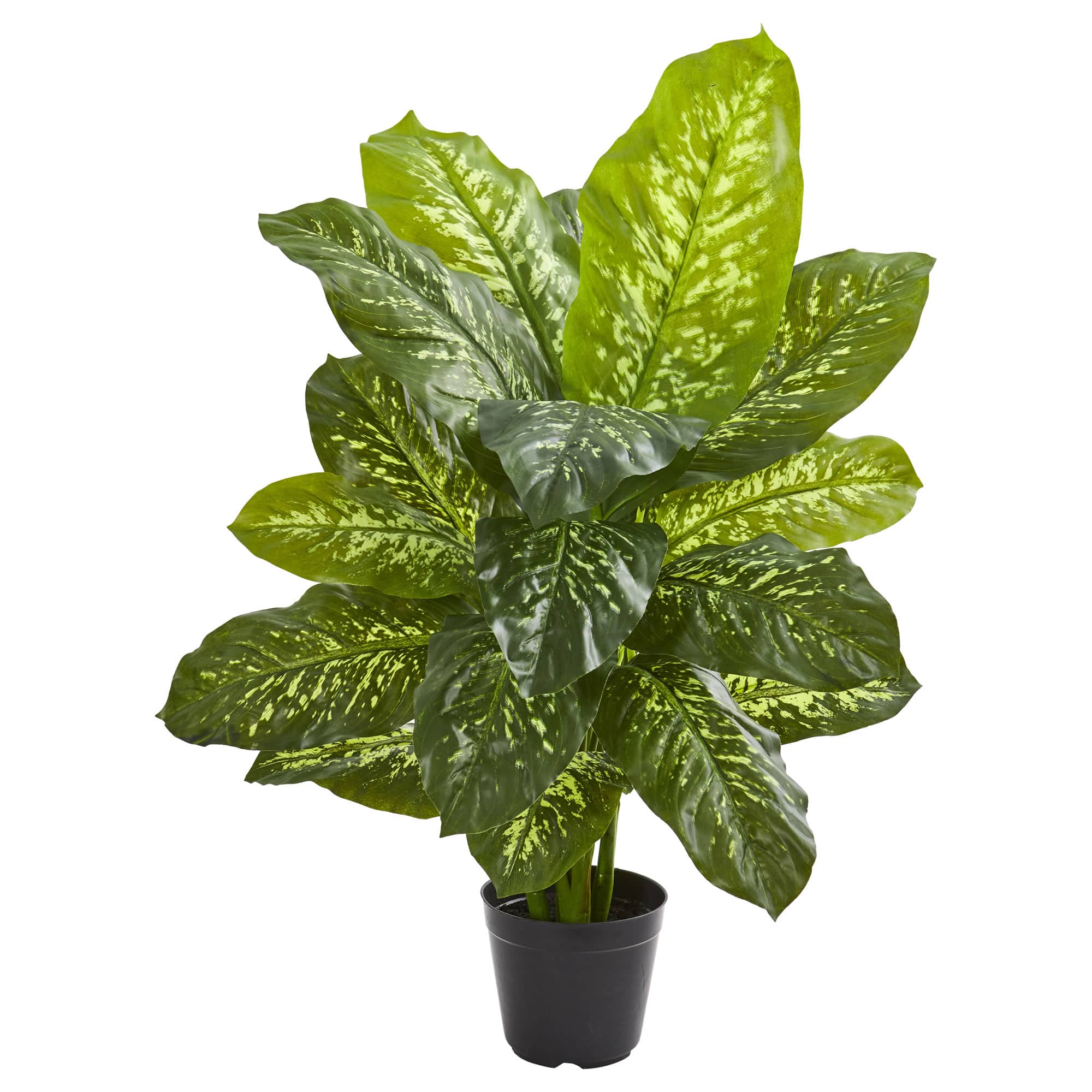 3ft. Potted Dieffenbachia Plant