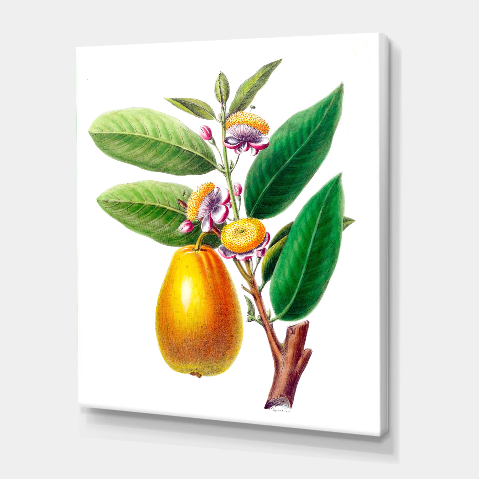 Designart - Vintage Fruits I - Farmhouse Canvas Wall Art Print