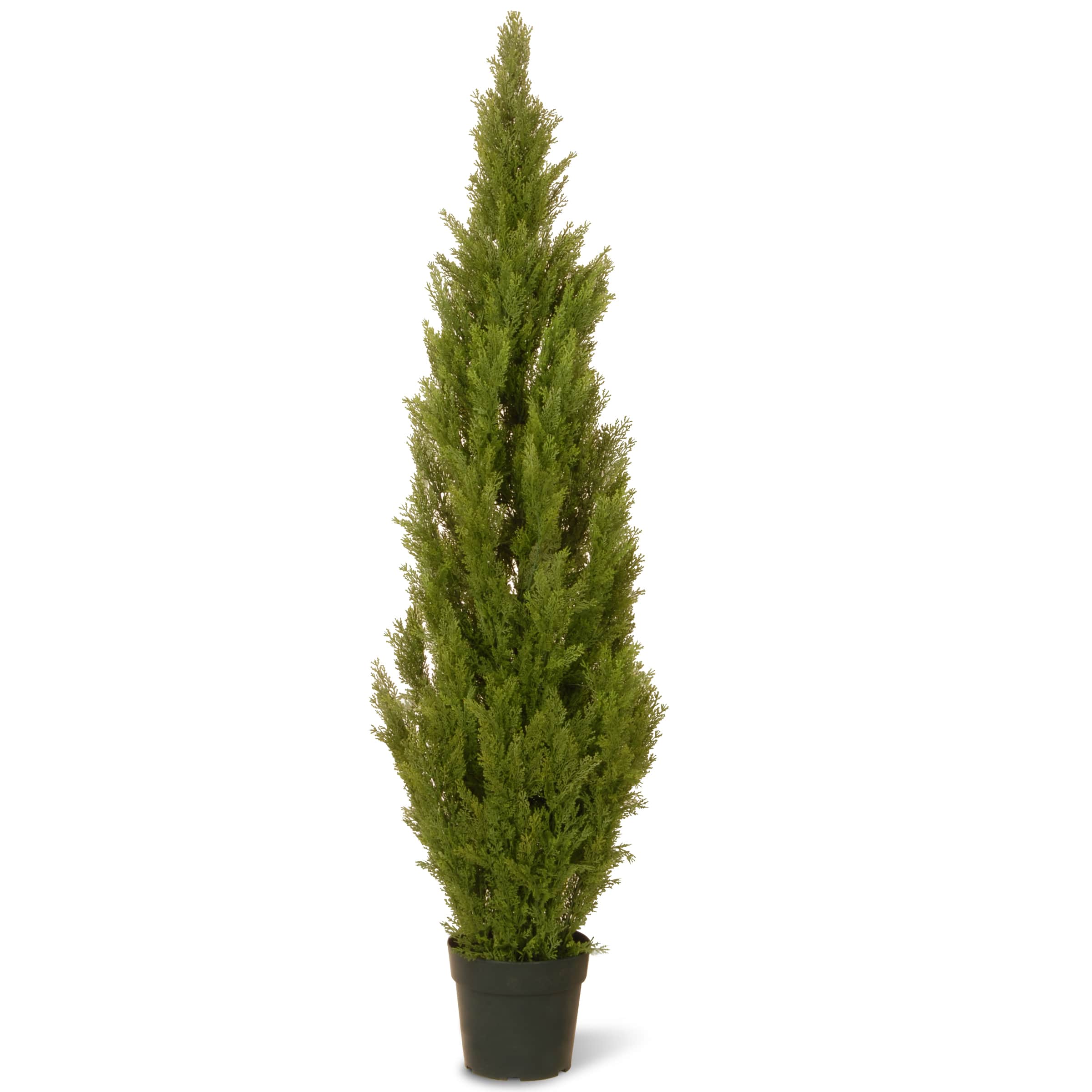 Arborvitae with Green Pot