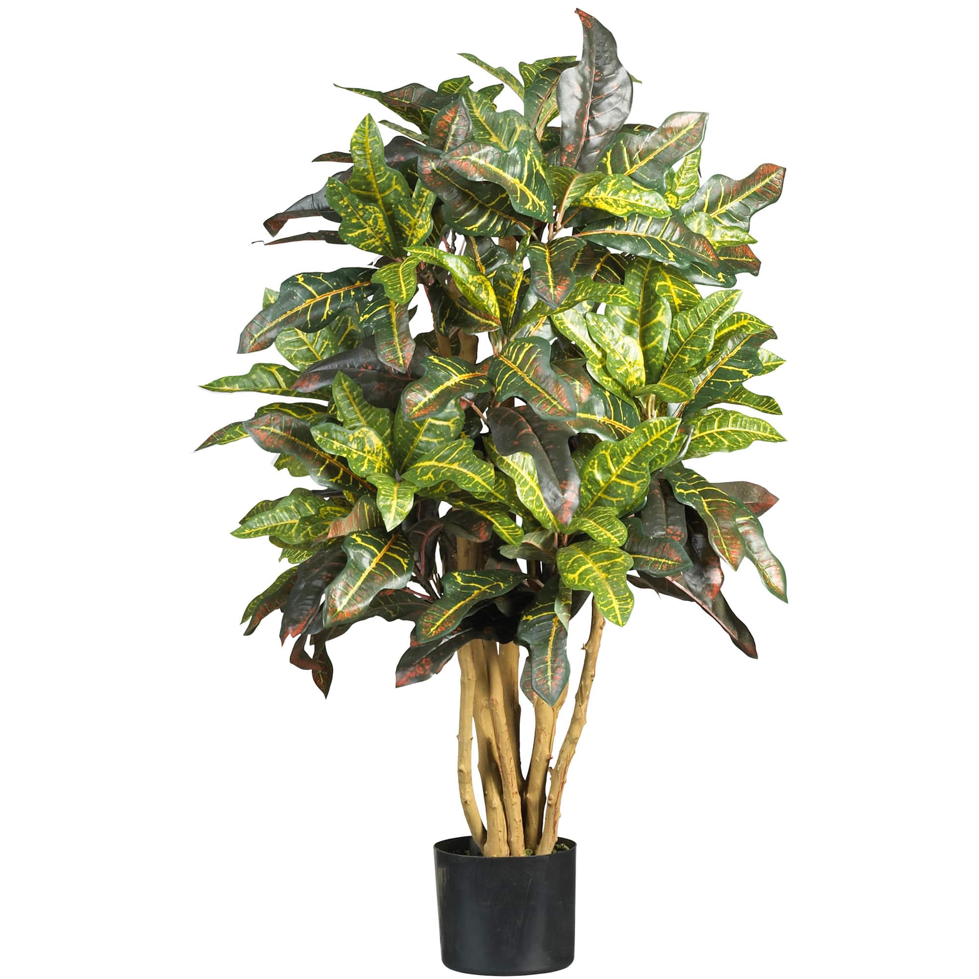 3ft. Potted Croton Tree
