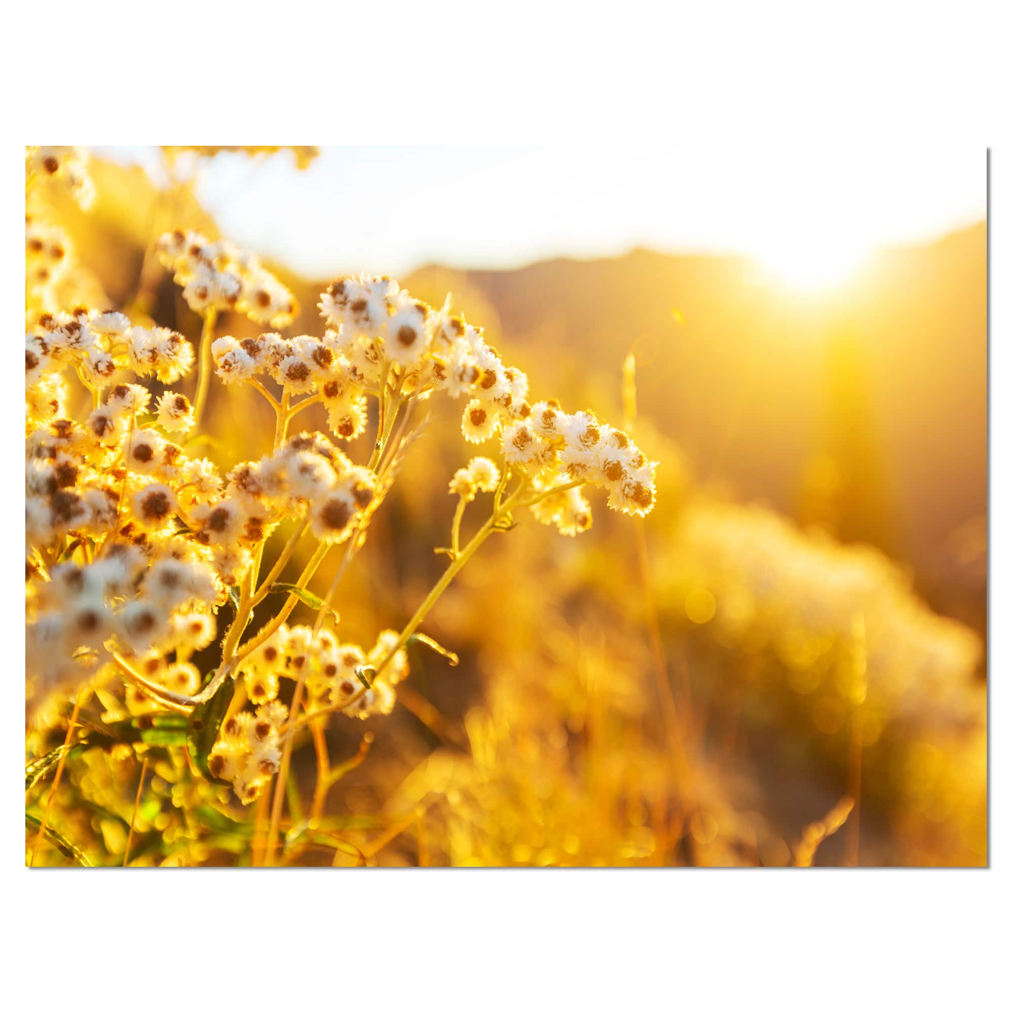 Designart - Bright Yellow Rural Garden Flowers