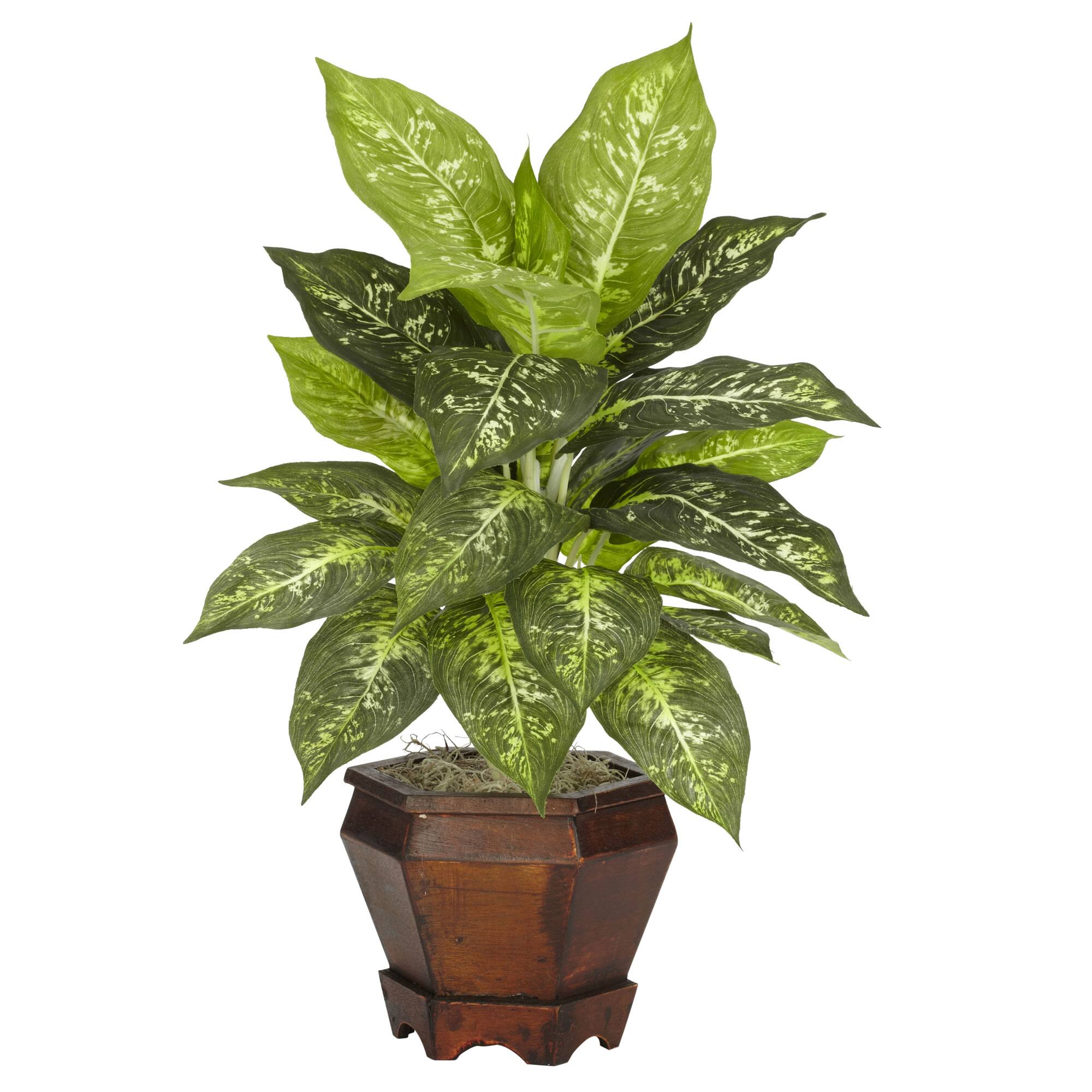 20.5" Variegated Dieffenbachia In Wood Vase, 2ct.