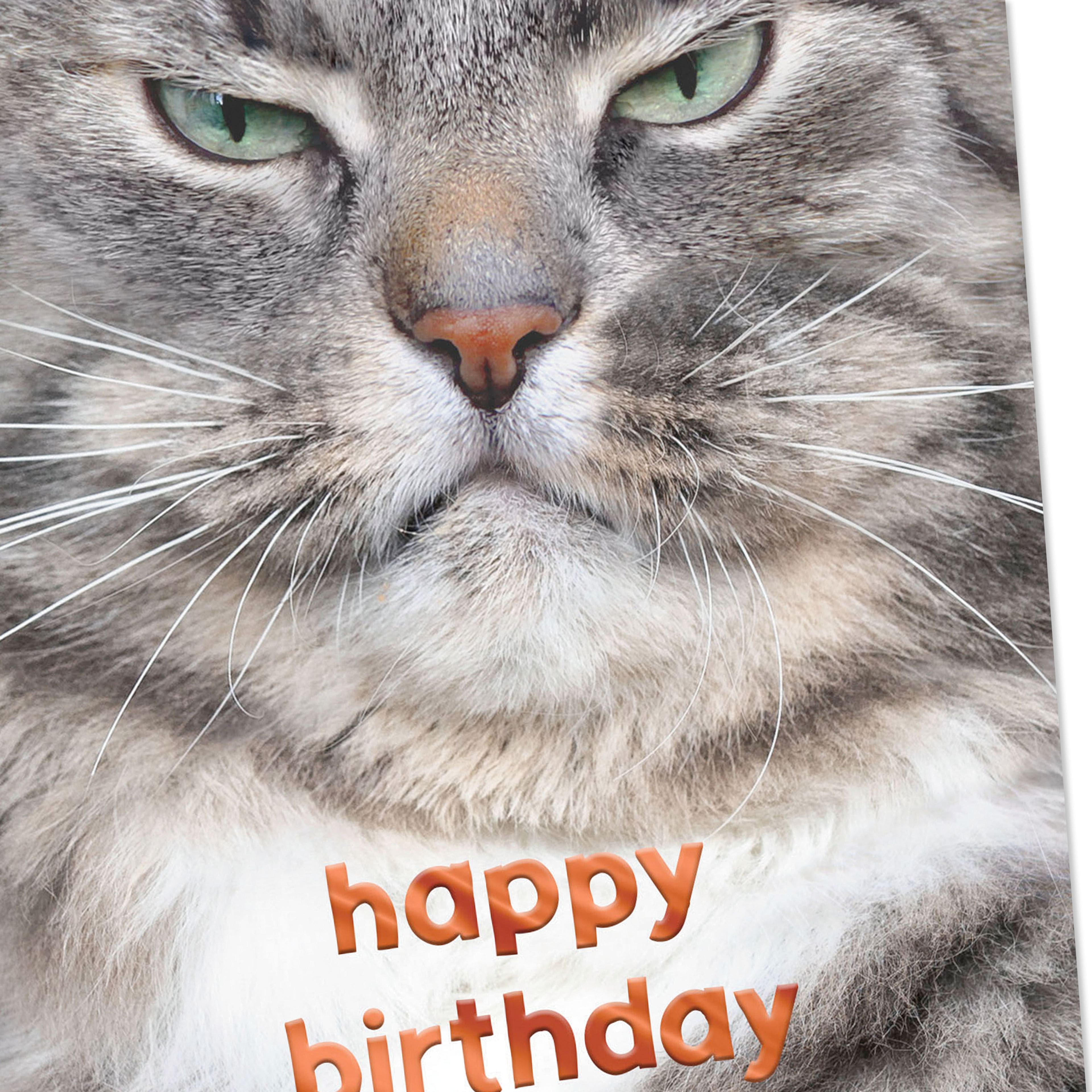 Hallmark Grouchy Cat Funny Birthday Card