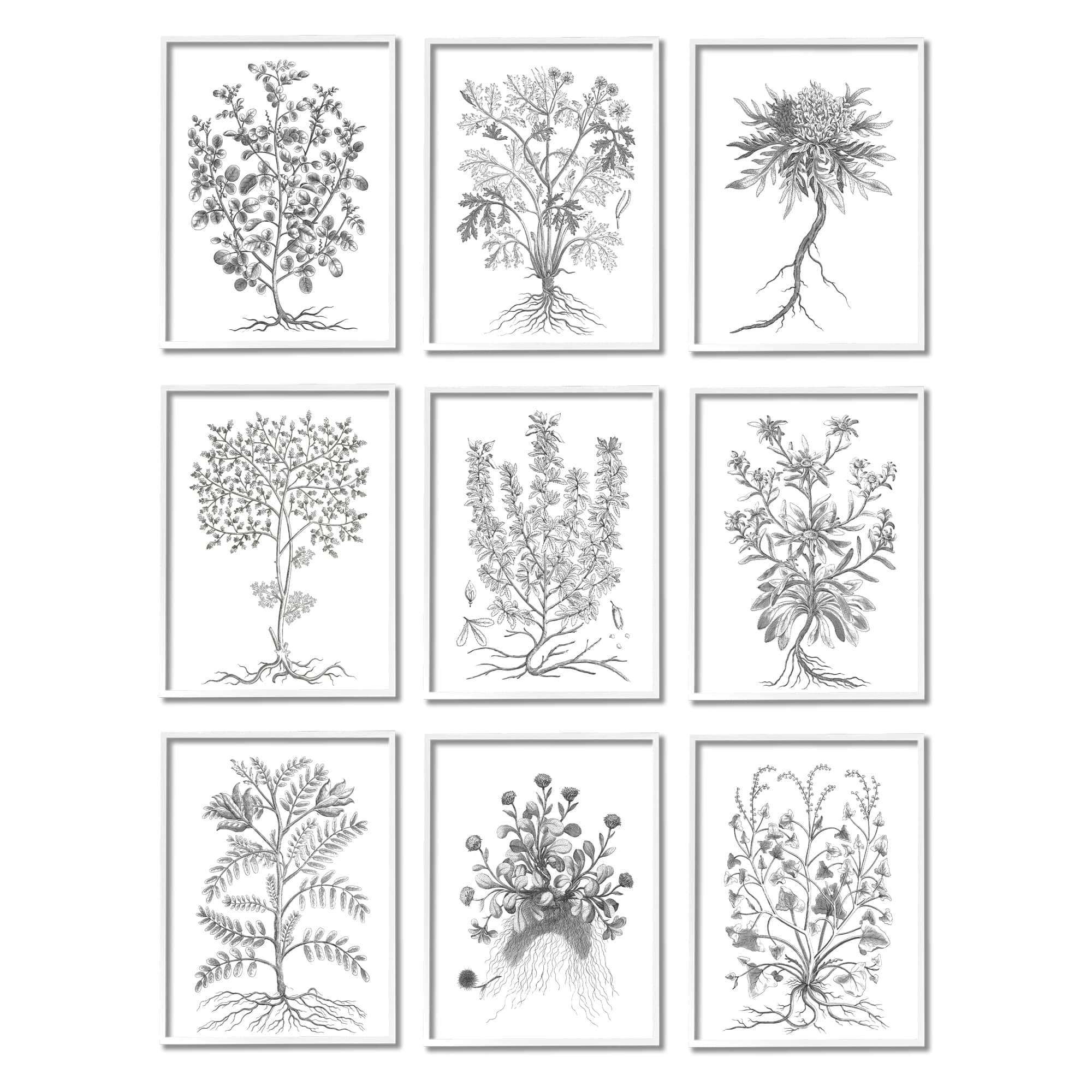 Stupell Industries Vintage Plant Study Black White Illustration Leaves Roots
