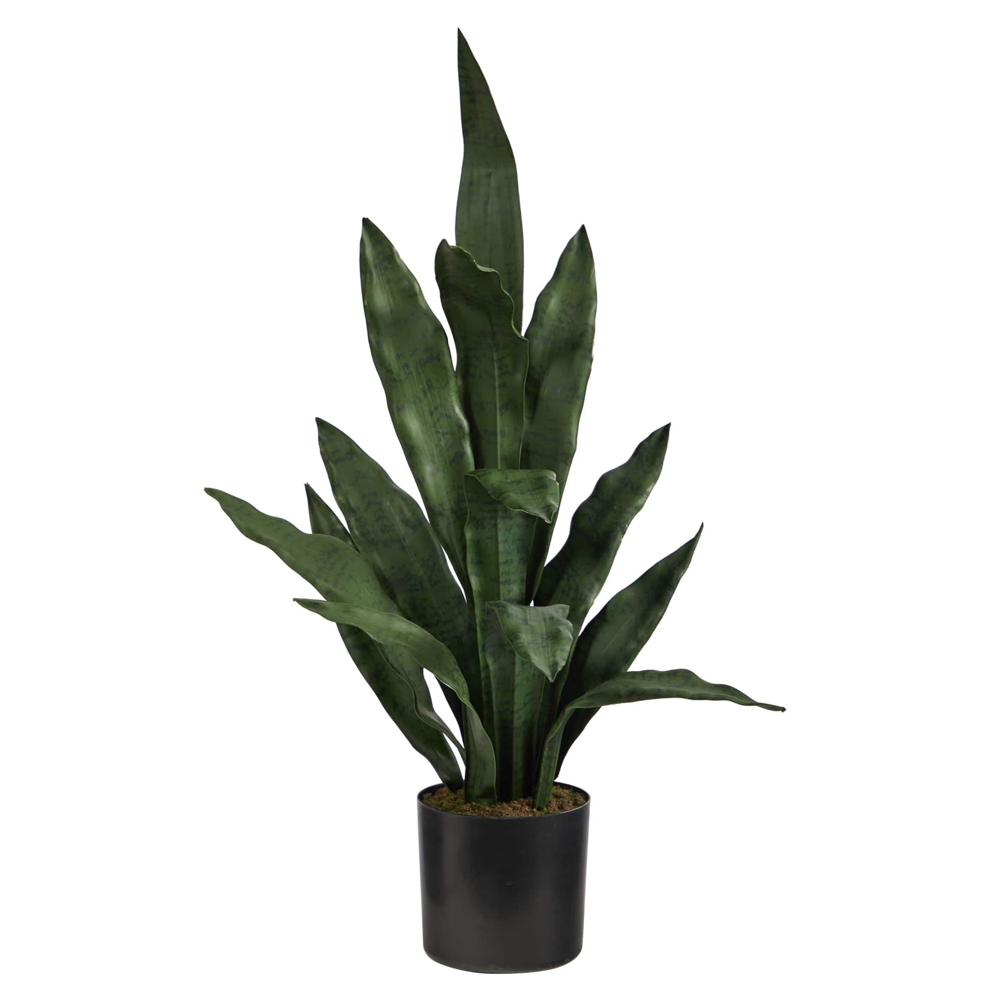 2ft. Potted Snake Plant