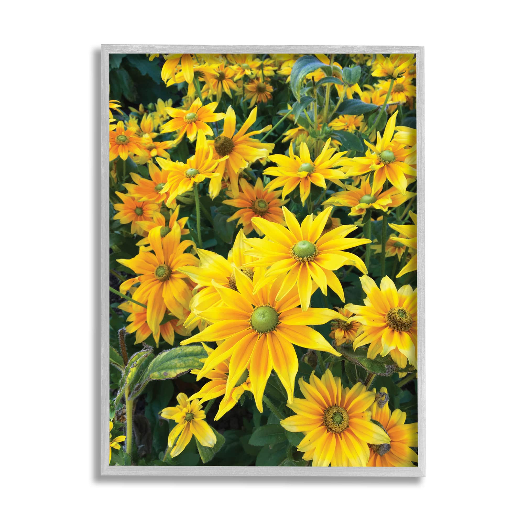 Stupell Industries Sunflower Field Blooming Green Bulbs Yellow Petals in Gray Frame Wall Art