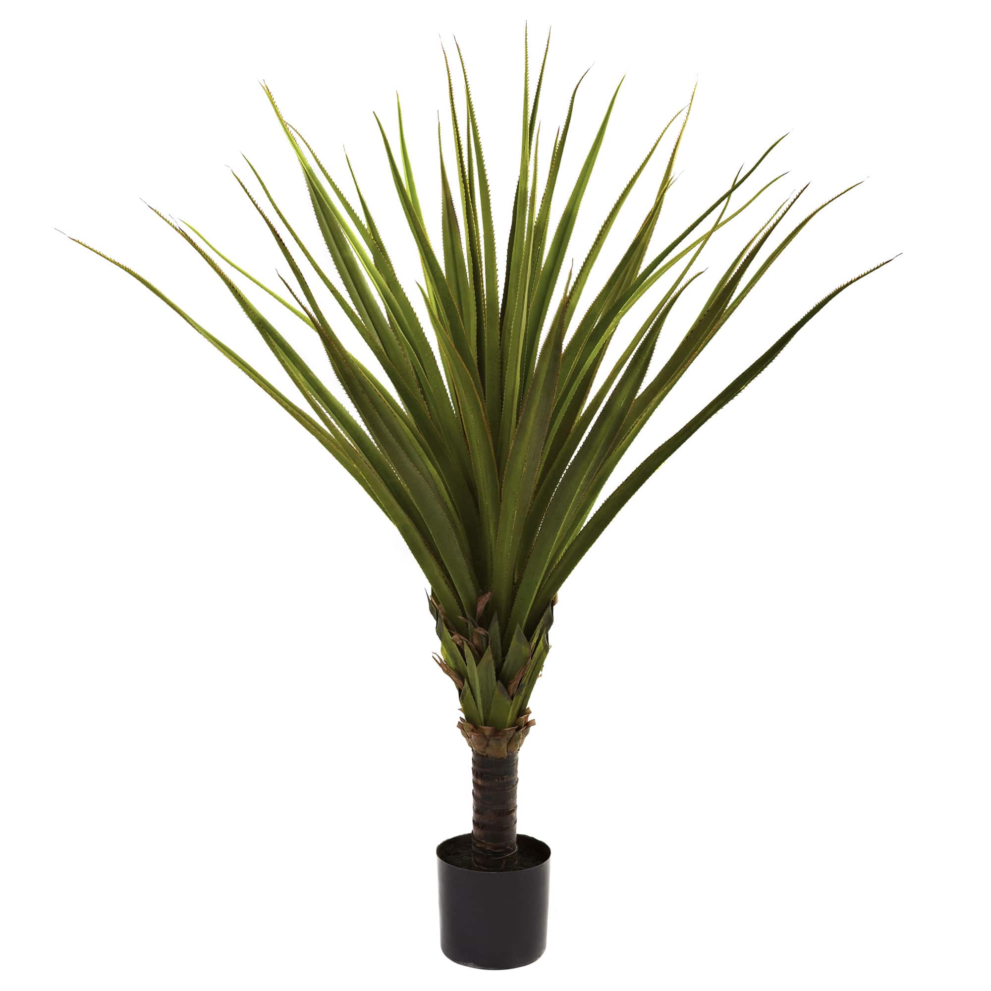 5ft. Potted Spiked Agave Tree