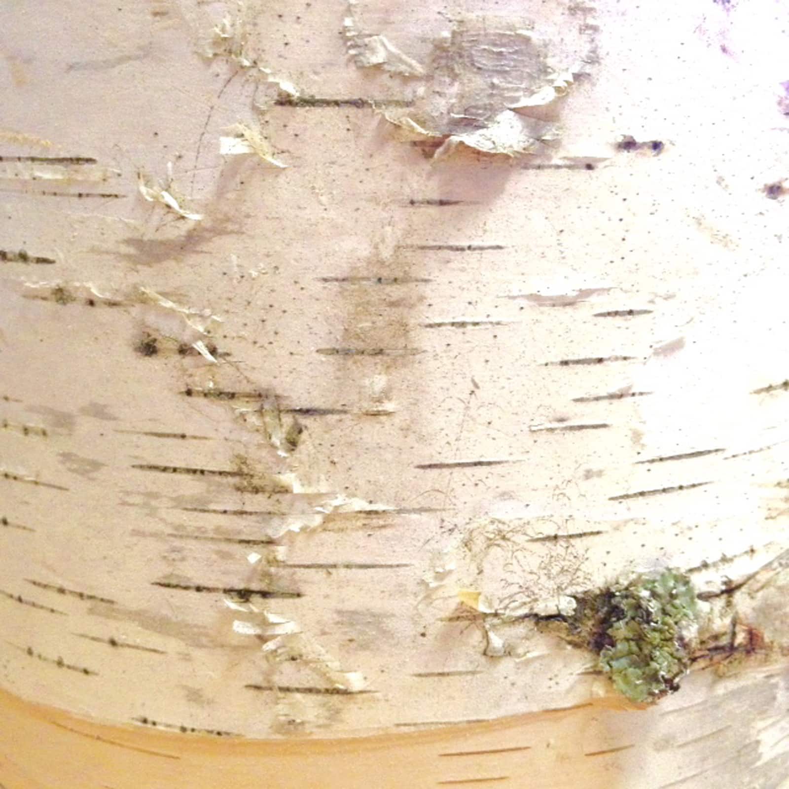 Wilson® Enterprises 9" Thick Birch Rounds, 4ct.