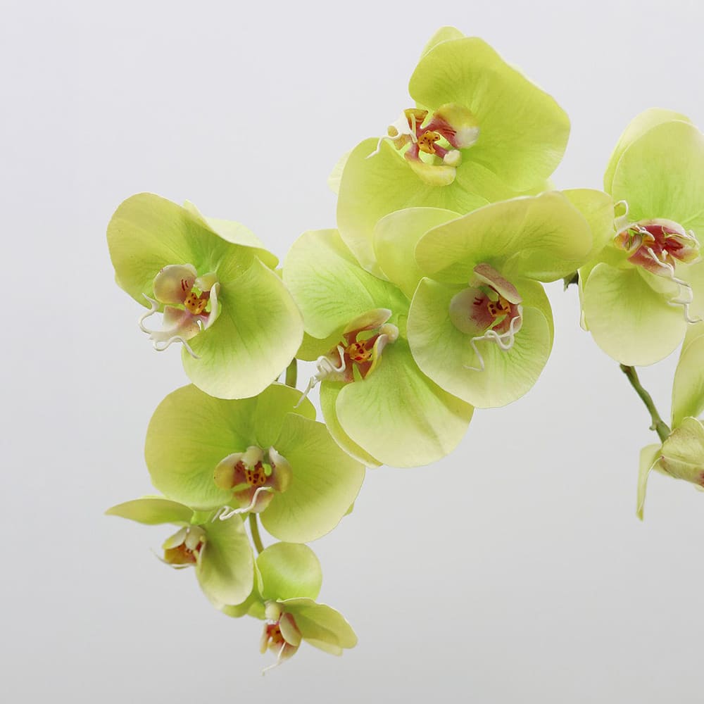 Prestige Botanicals 33" Green Faux Phalaenopsis Orchid Stem